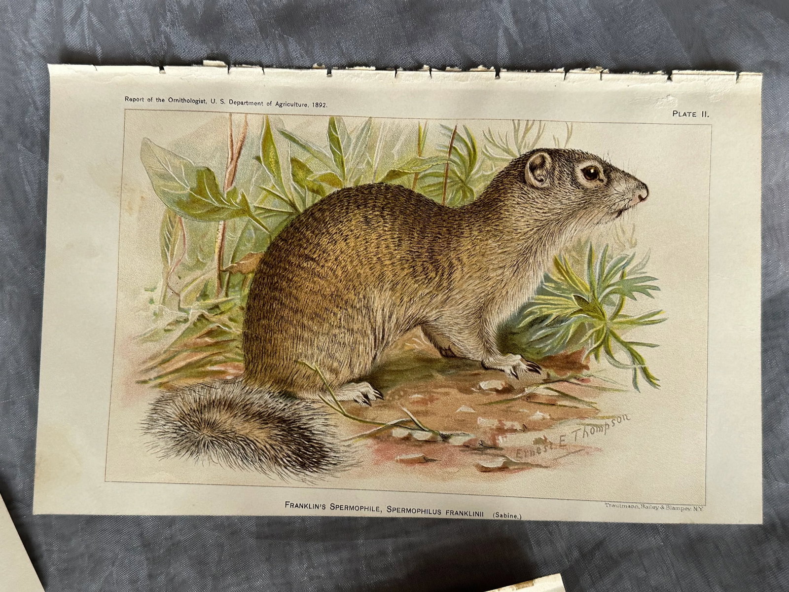 Antique Lithograph Animal Prints Set of 5 - 7