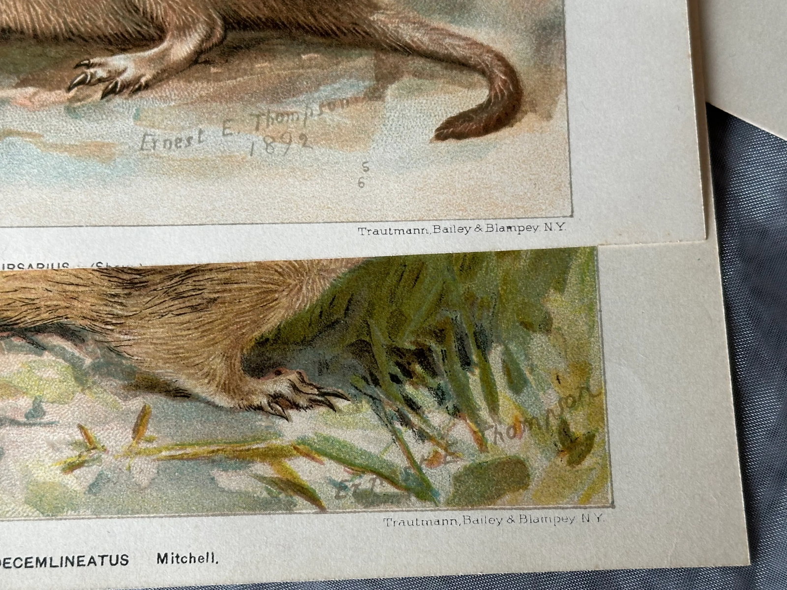 Antique Lithograph Animal Prints Set of 5 - 9