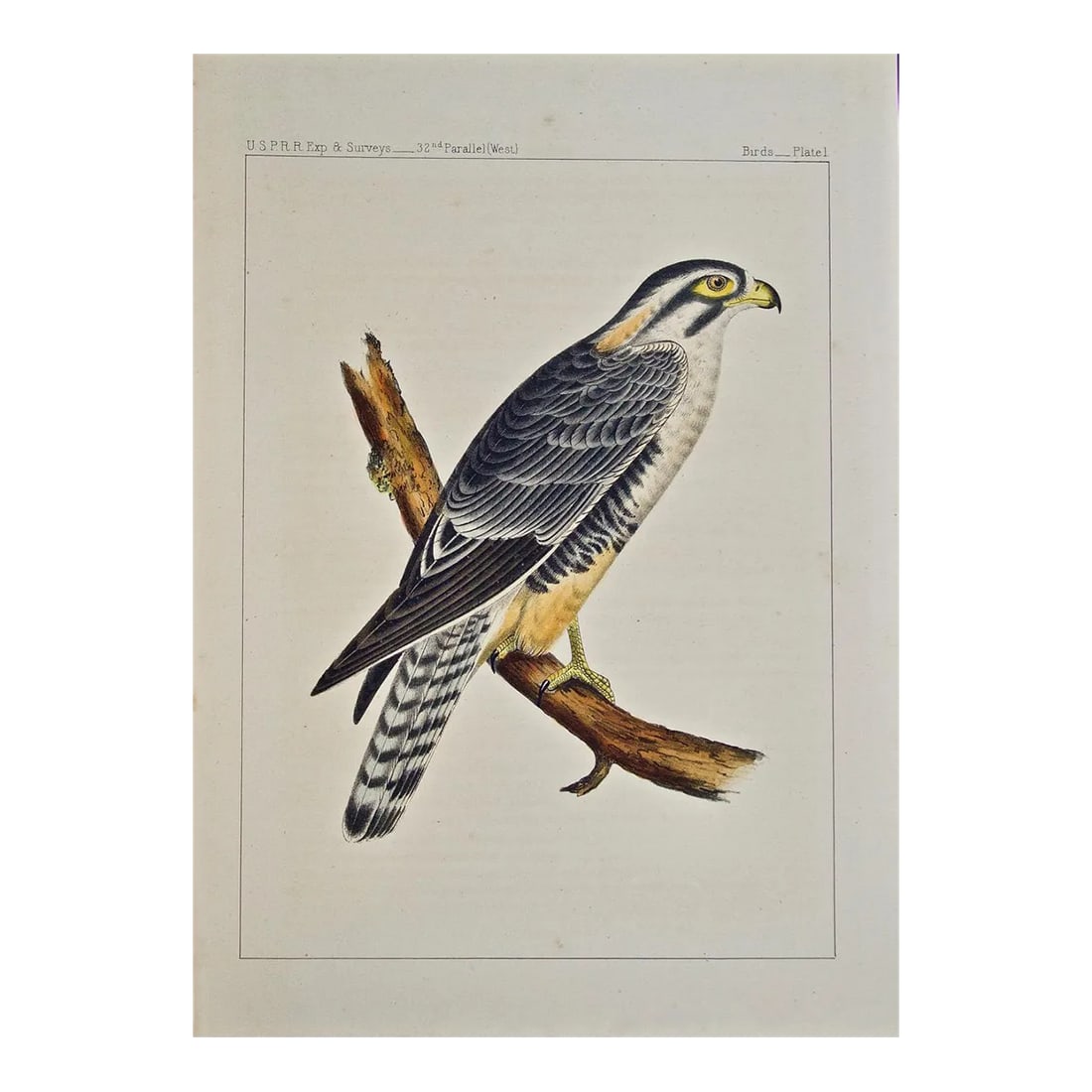 "Alpomado Falcon" Hand Colored Bird Lithograph From Usprr Exploration & Survey, 1859: This striking hand colored stone lithograph of a "Alpomado Falcon" was created by John Cassin (1813-1869) and is Plate 1 in the "USPRR Exploration and Survey Report", published in Washington, DC in 18