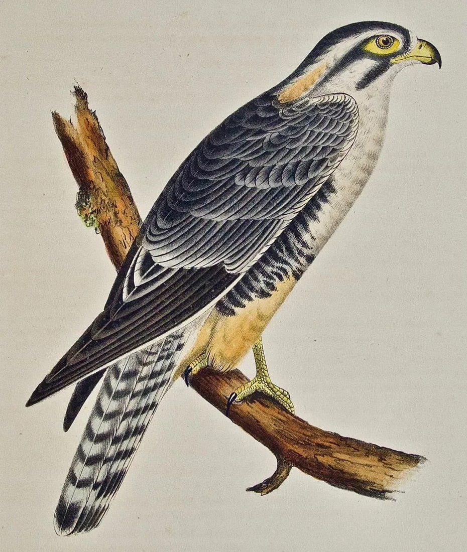 "Alpomado Falcon" Hand Colored Bird Lithograph From Usprr Exploration & Survey, 1859 - 2