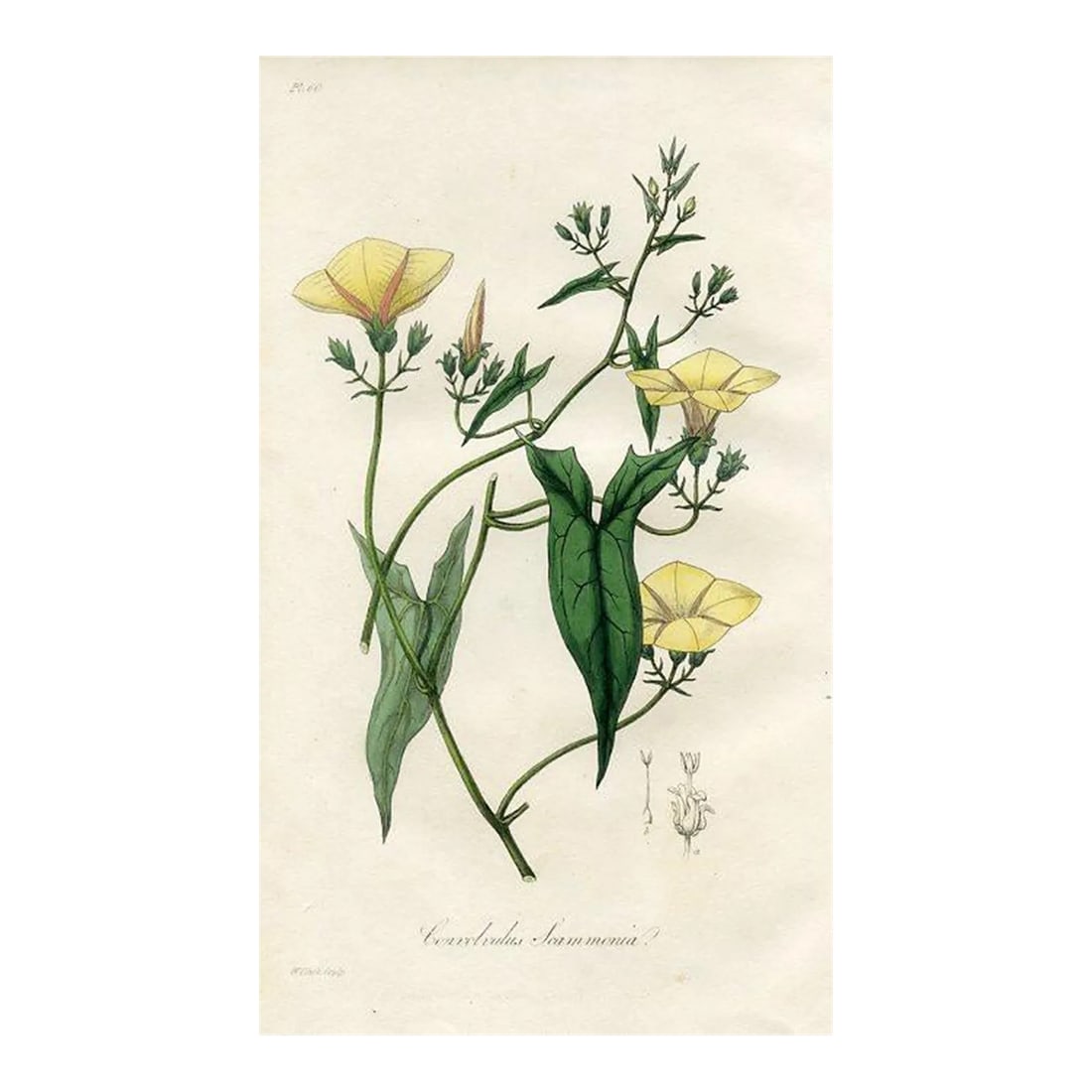 1836, Syrian Bindweed Botanical Print, Medical Botany, Original Antique Engraving, England: Original hand-colored engraving from "Medical Botany", a medical reference published in England in the early 1800s. Each print featured a plant, herb or fruit with medicinal properties. The accompanyi