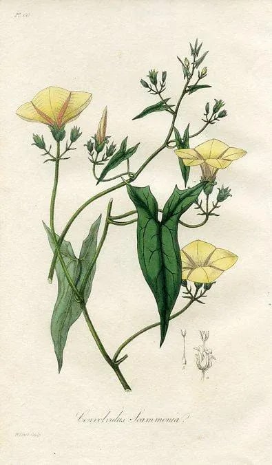 1836, Syrian Bindweed Botanical Print, Medical Botany, Original Antique Engraving, England - 2