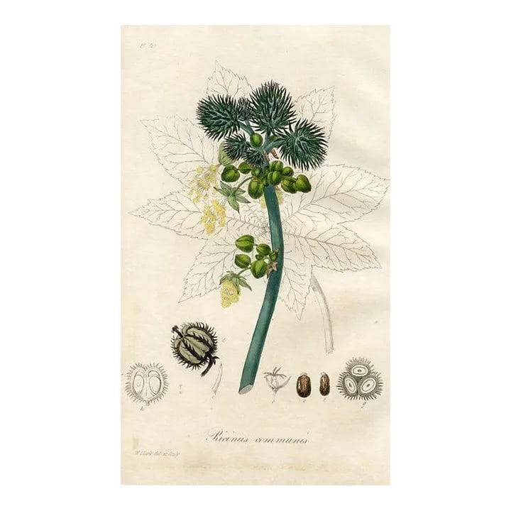 1836, Castor-Oil Plant Botanical Print, Medical Botany, Original Antique Engraving, England: Original hand-colored engraving from "Medical Botany", a medical reference published in England in the early 1800s. Each print featured a plant, herb or fruit with medicinal properties. The accompanyi