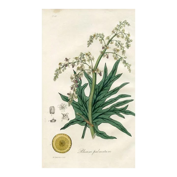 1836, Rhubarb Botanical Print, Medical Botany, Original Antique Engraving, England: Original hand-colored engraving from "Medical Botany", a medical reference published in England in the early 1800s. Each print featured a plant, herb or fruit with medicinal properties. The accompanyi