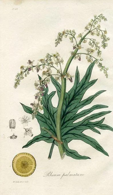 1836, Rhubarb Botanical Print, Medical Botany, Original Antique Engraving, England - 2