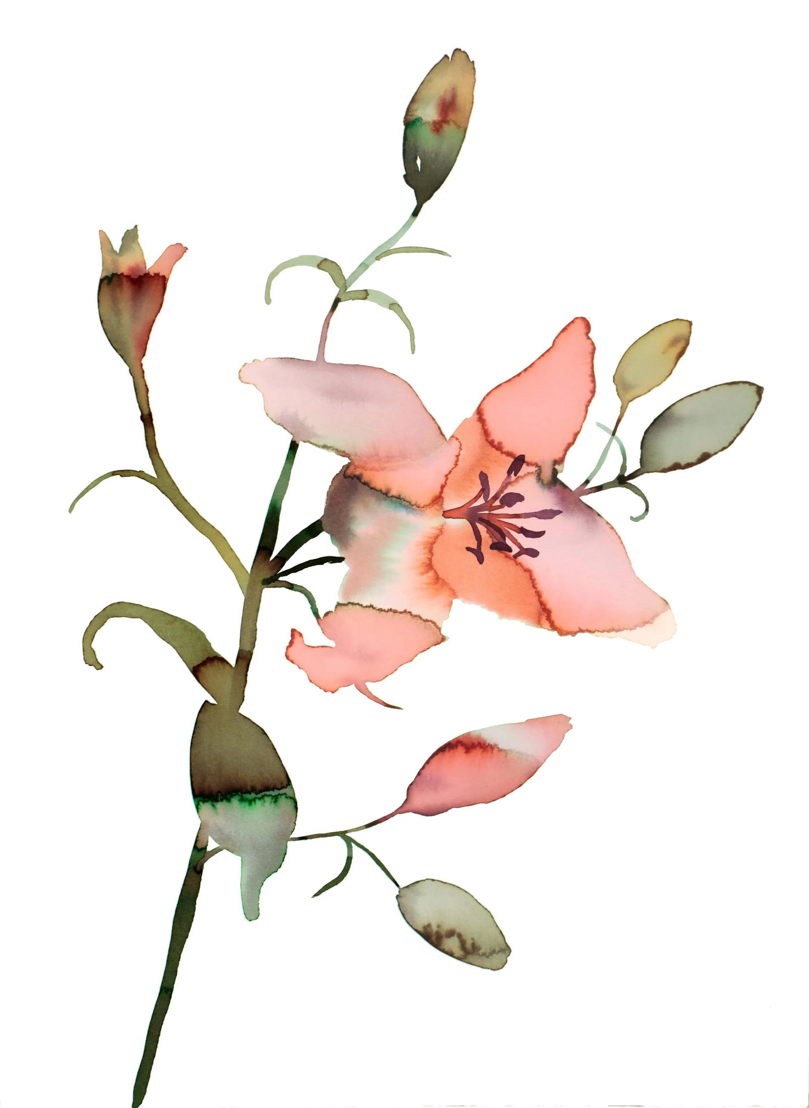 "Floral No. 21" Contemporary Original Botanical Flower Watercolor Painting by Elizabeth Becker: Original ink painting on 140 lb cold press paper Artist: Elizabeth Becker Year: 2023 Image and Paper Size: 11" x 15" Signed on front Condition: Imperfections: No Imperfections Origin: United States