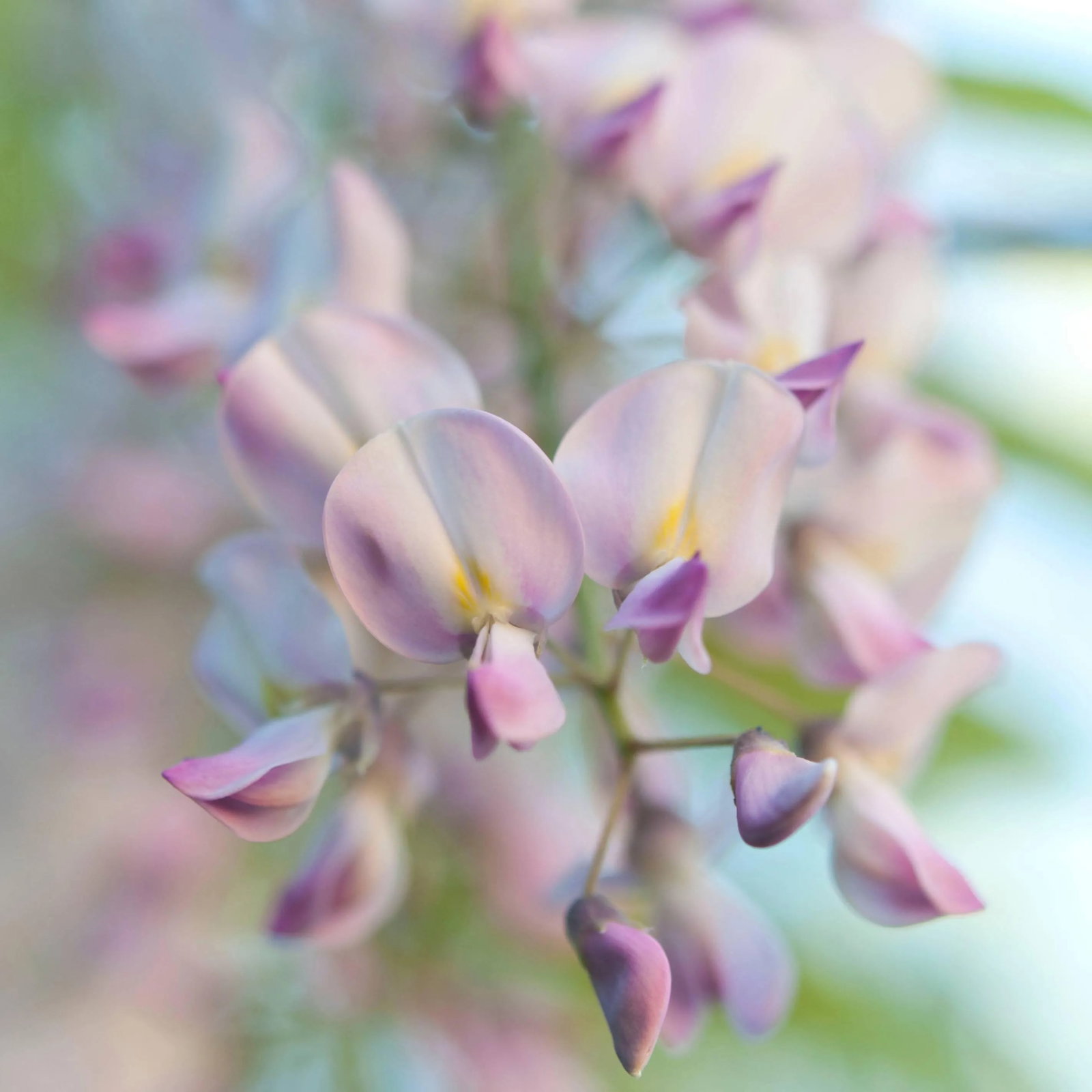 Gaetan Caron "Pink Wisteria", Purple, Green & Blue Flower Still Life (Framed) 2016: Entitled "Pink Wisteria", this 2016 archival abstracted still life of garden flowers photograph on Hahnemuhle Fine Art Pearl paper is by contemporary Mendocino/Bay Area artist, Gaetan Caron (b.