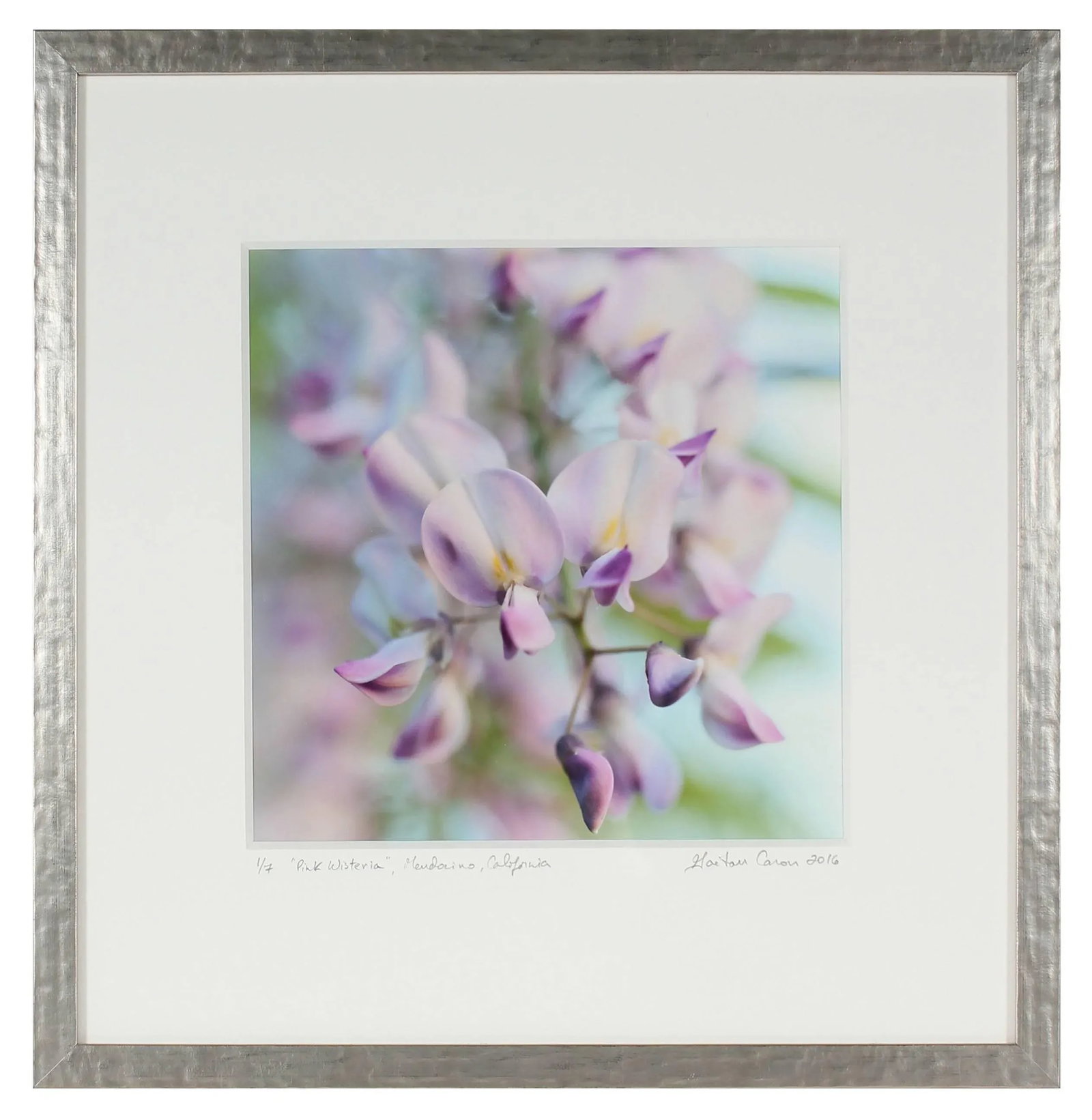 Gaetan Caron "Pink Wisteria", Purple, Green & Blue Flower Still Life (Framed) 2016 - 2