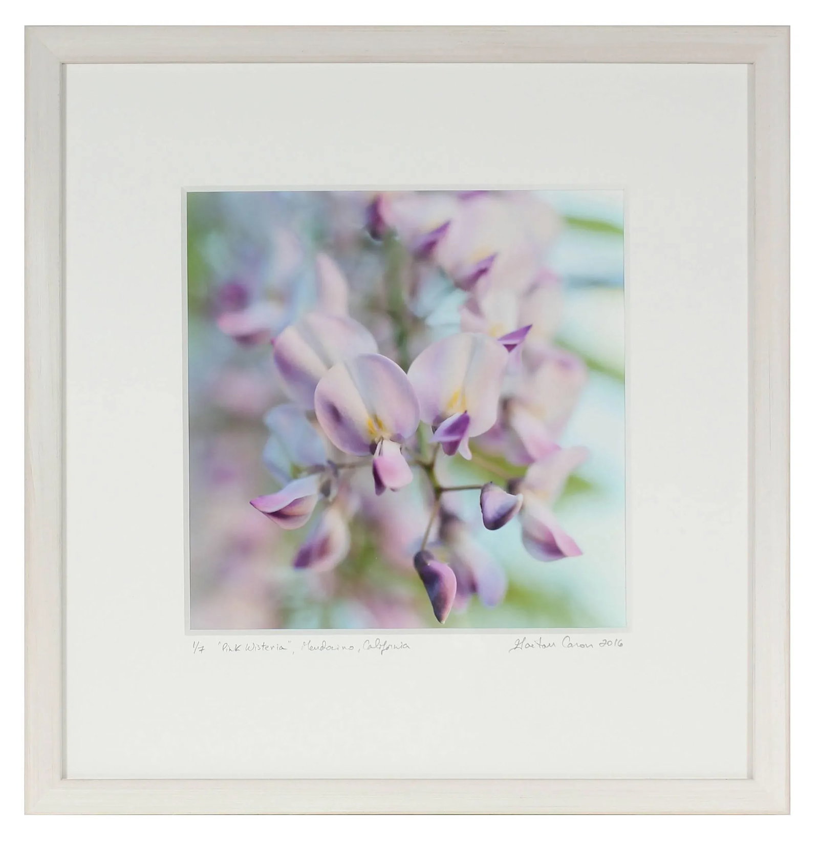 Gaetan Caron "Pink Wisteria", Purple, Green & Blue Flower Still Life (Framed) 2016 - 3