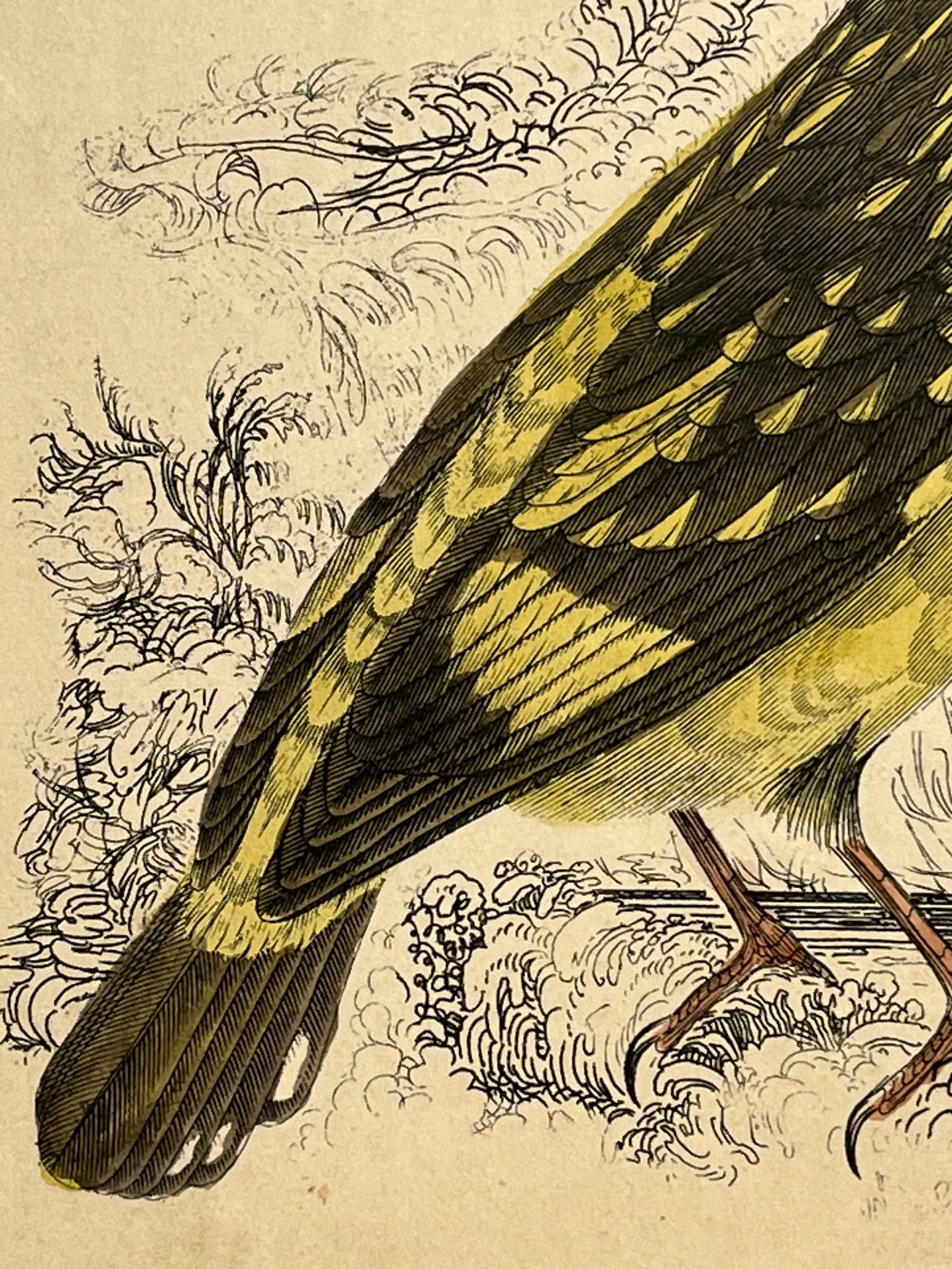 Antique Hand Colored Bird Print From England Showcasing a Pair of Horsfield's Eurylaimes - Circa 187 - 10