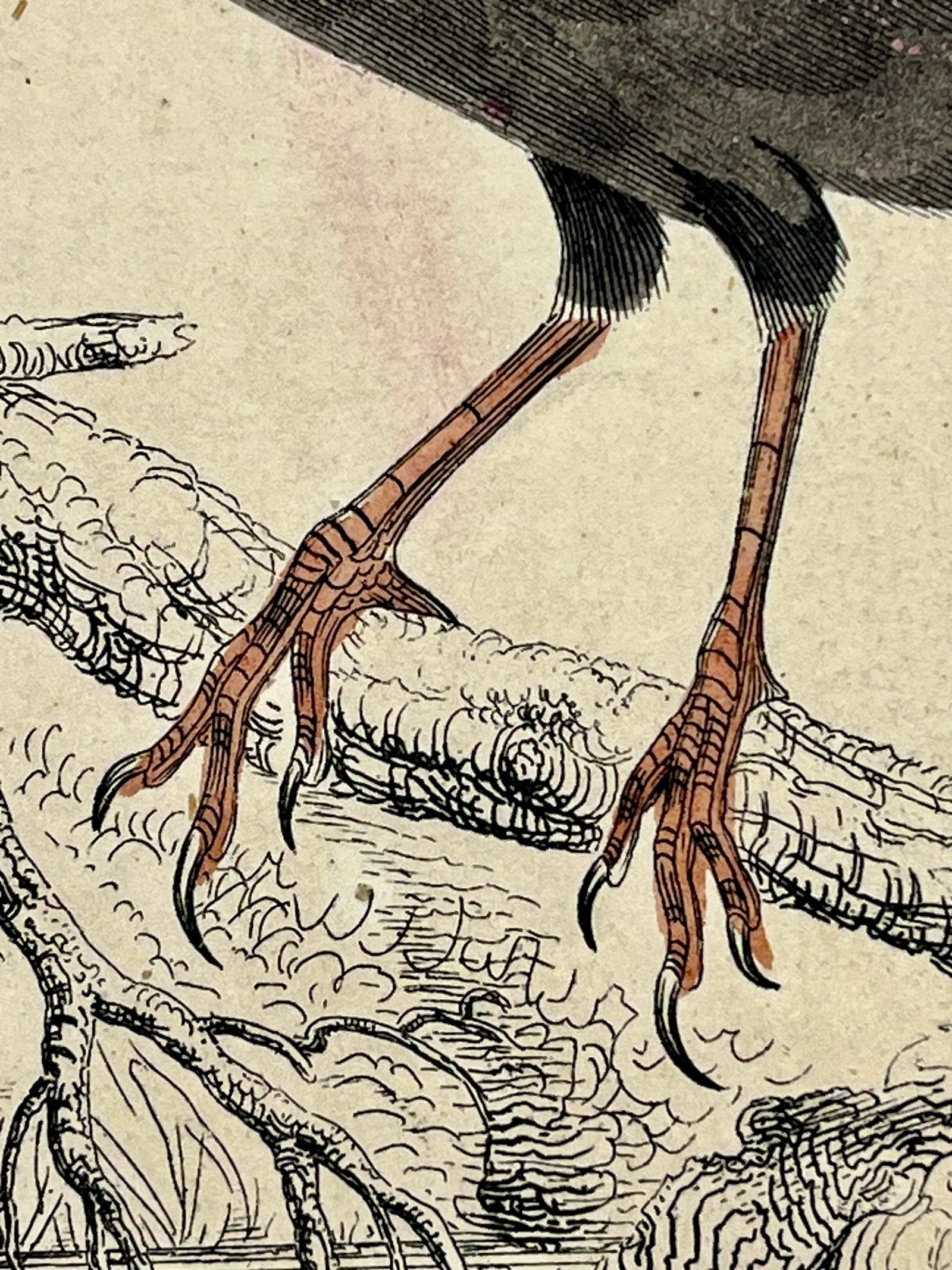Antique Hand Colored Bird Print From England Showcasing a Pair of Horsfield's Eurylaimes - Circa 187 - 12