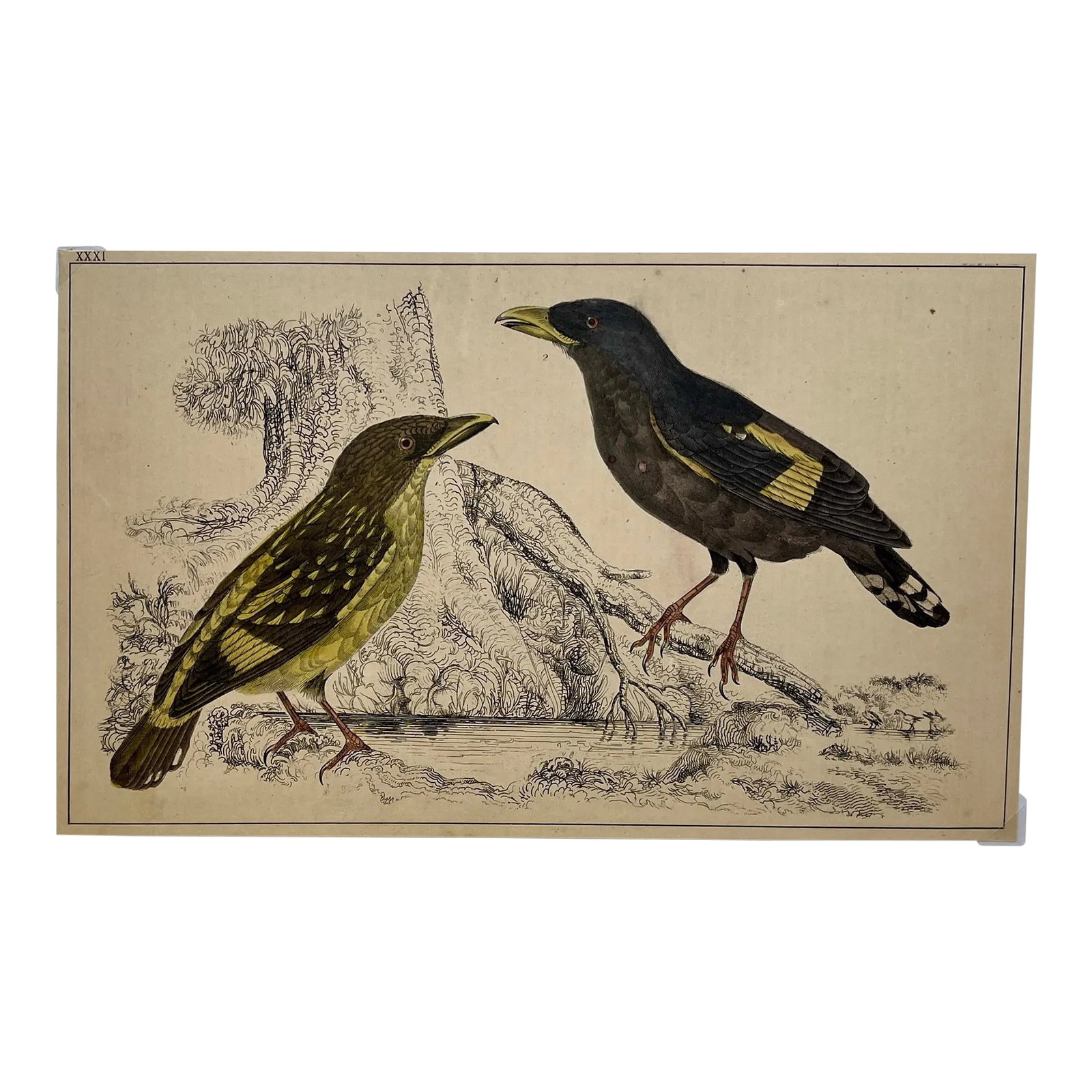 Antique Hand Colored Bird Print From England Showcasing a Pair of Horsfield's Eurylaimes - Circa 187: Antique Hand Colored Bird Print From England Showcasing a Pair of Horsfield's Eurylaimes - Circa 1870. Print measures 9 1/8" W x 5 5/8" T Attached to an 11 3/4" W x 8 1/4" T piece of paper by 2