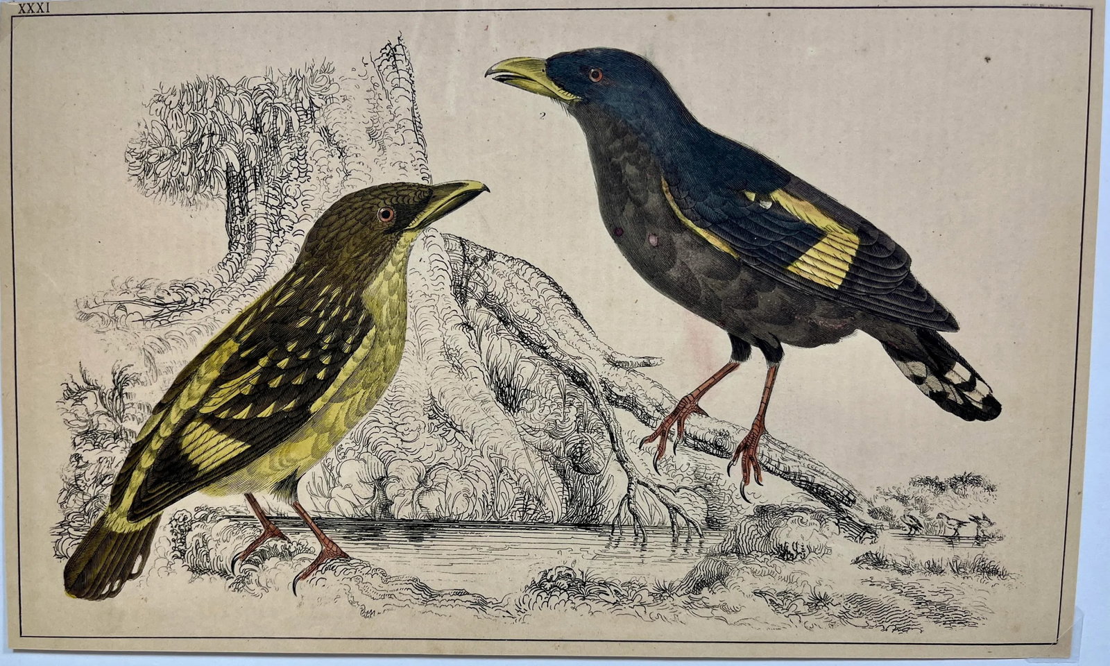 Antique Hand Colored Bird Print From England Showcasing a Pair of Horsfield's Eurylaimes - Circa 187 - 2