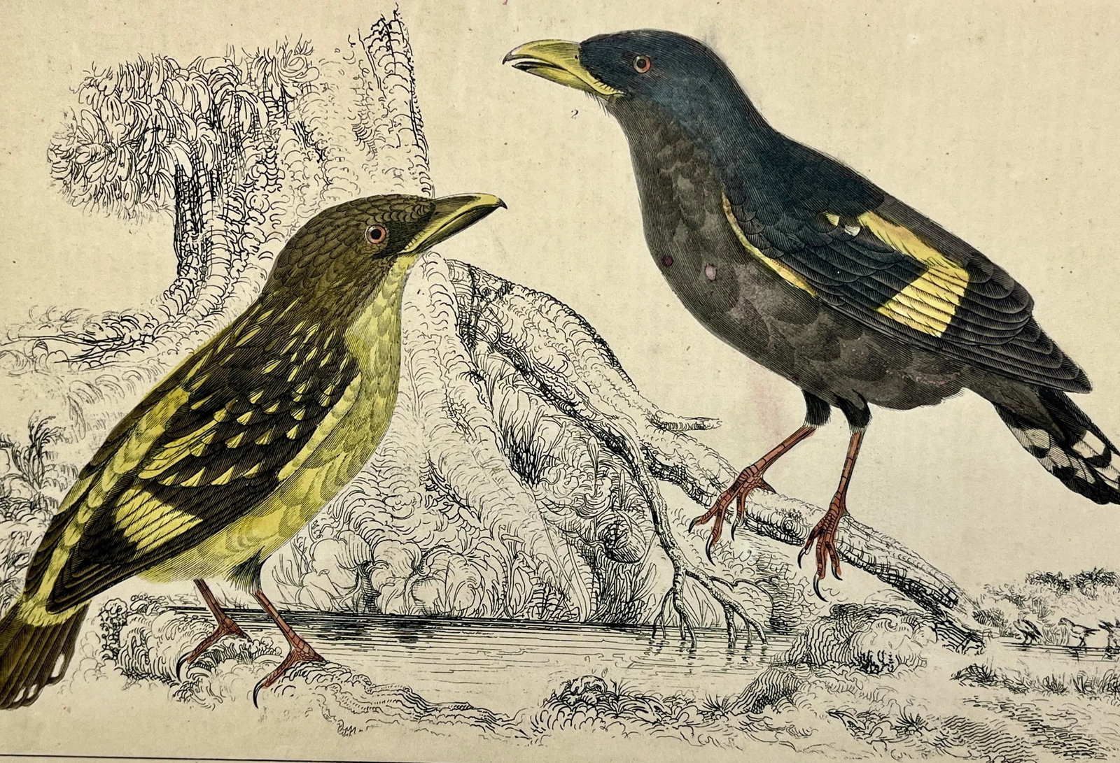 Antique Hand Colored Bird Print From England Showcasing a Pair of Horsfield's Eurylaimes - Circa 187 - 3