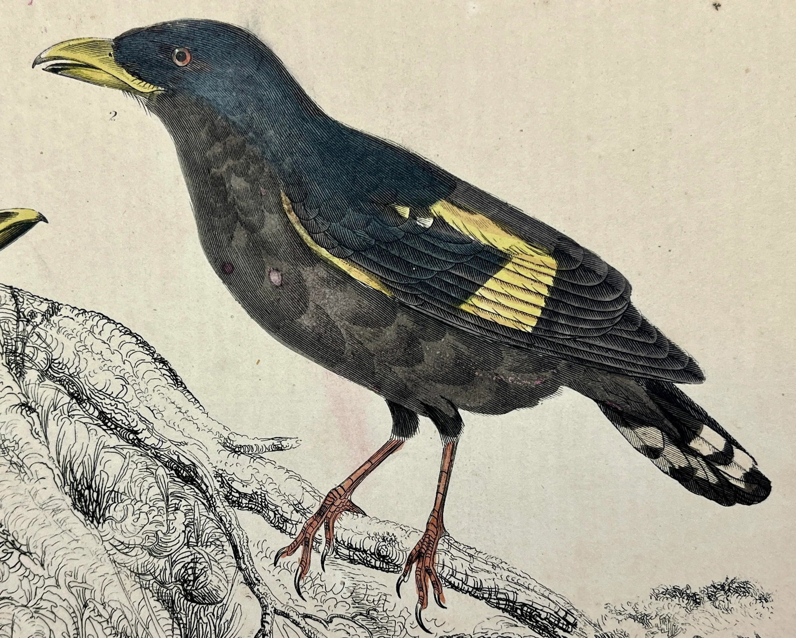 Antique Hand Colored Bird Print From England Showcasing a Pair of Horsfield's Eurylaimes - Circa 187 - 4