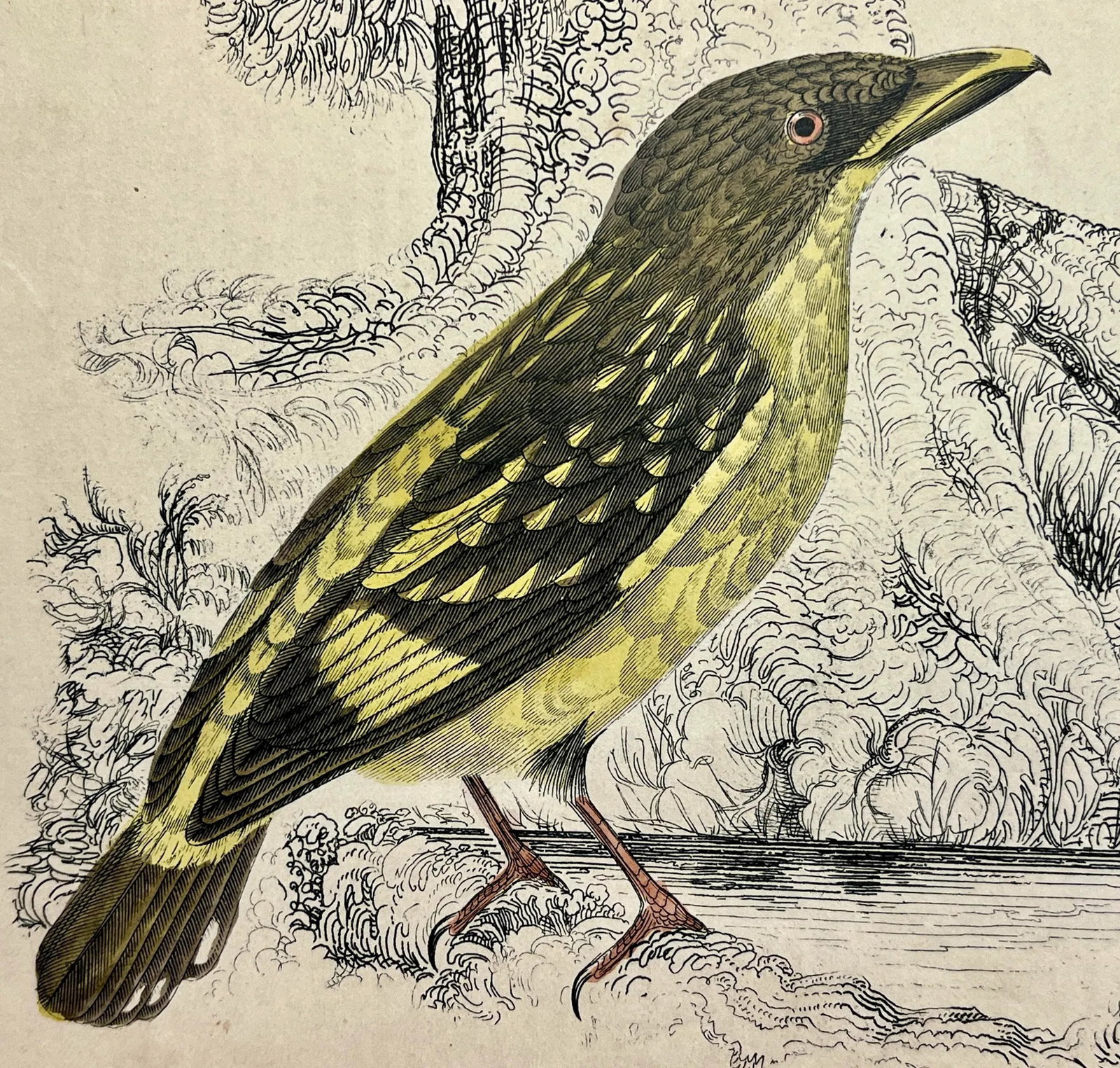 Antique Hand Colored Bird Print From England Showcasing a Pair of Horsfield's Eurylaimes - Circa 187 - 5