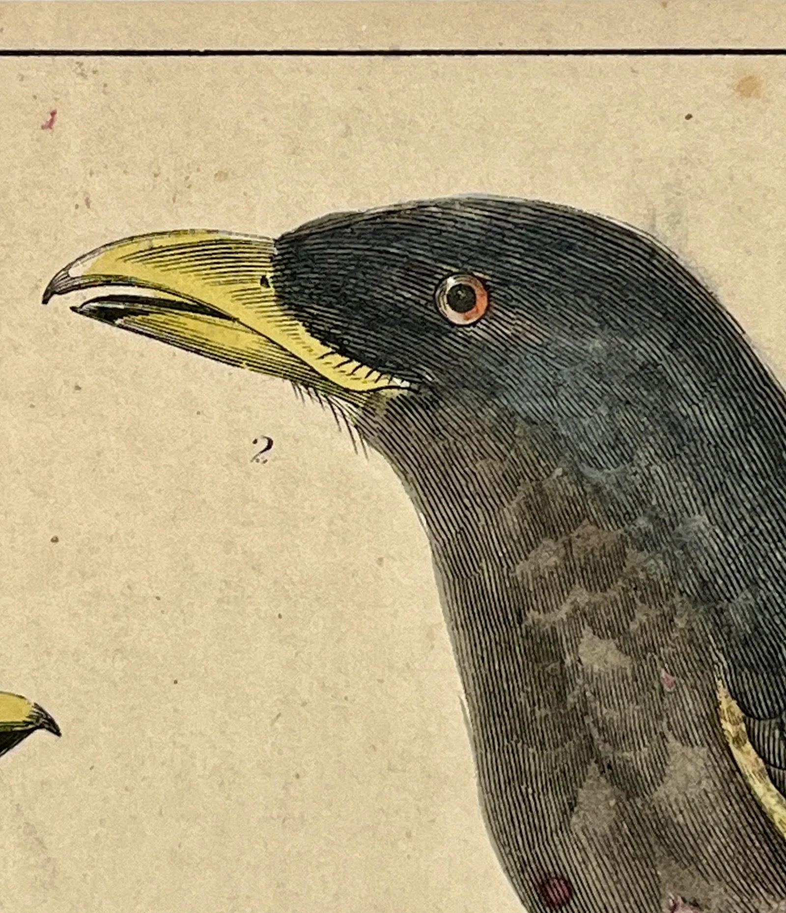 Antique Hand Colored Bird Print From England Showcasing a Pair of Horsfield's Eurylaimes - Circa 187 - 7