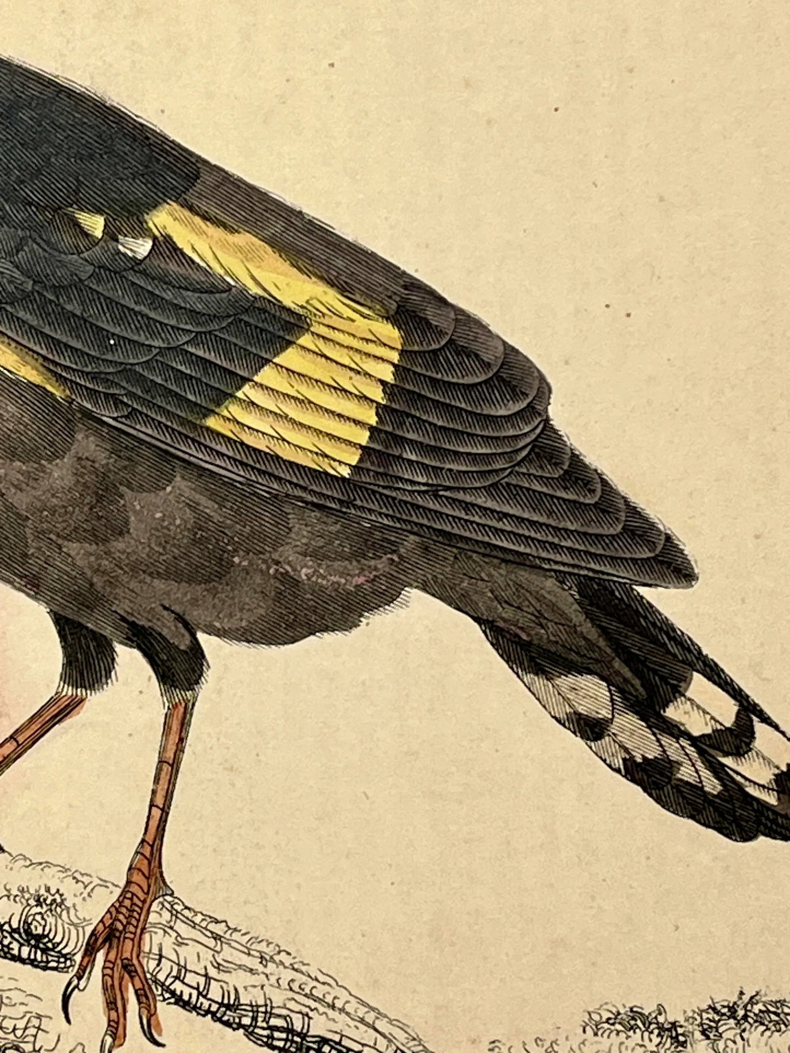 Antique Hand Colored Bird Print From England Showcasing a Pair of Horsfield's Eurylaimes - Circa 187 - 8