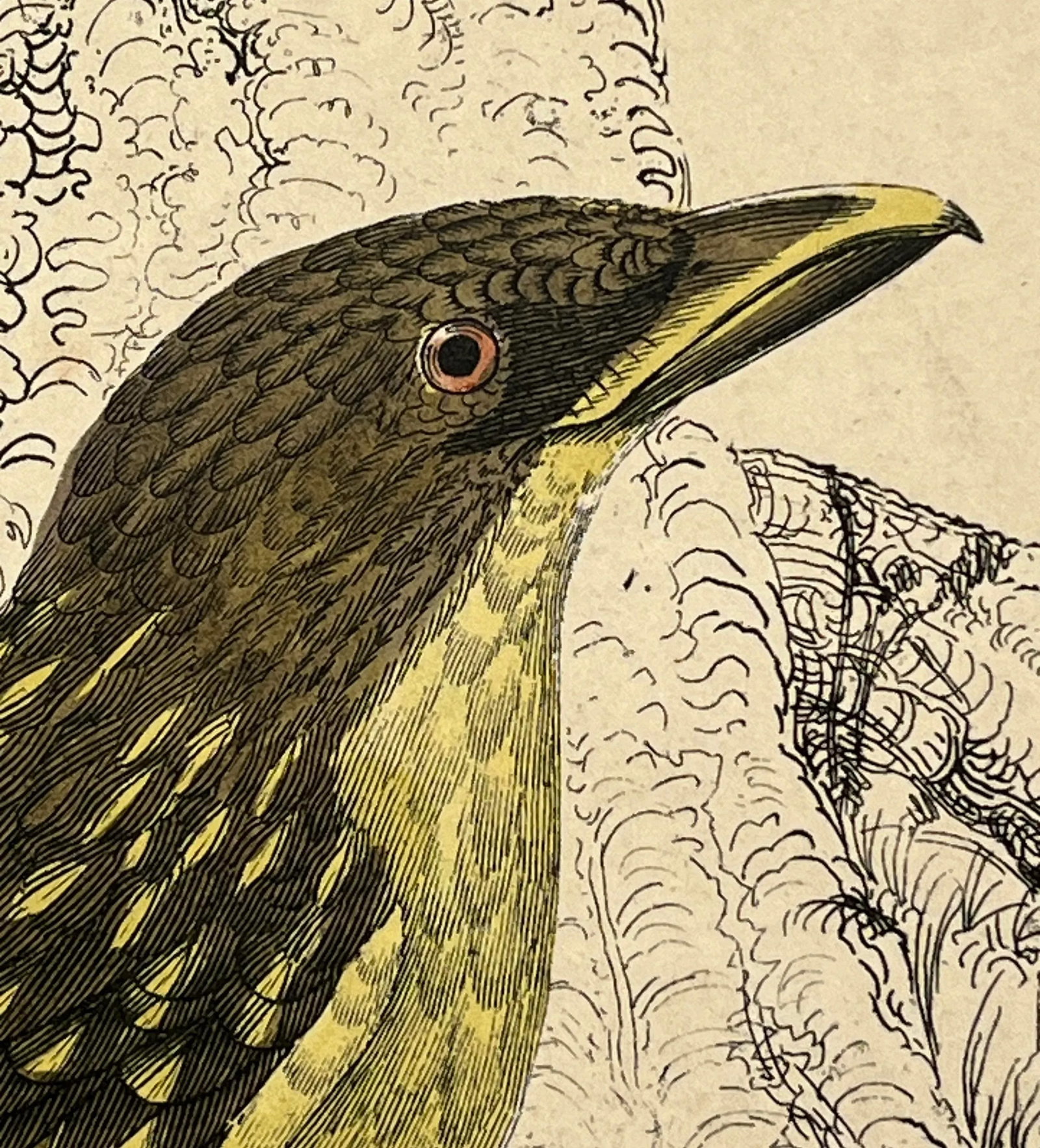 Antique Hand Colored Bird Print From England Showcasing a Pair of Horsfield's Eurylaimes - Circa 187 - 9