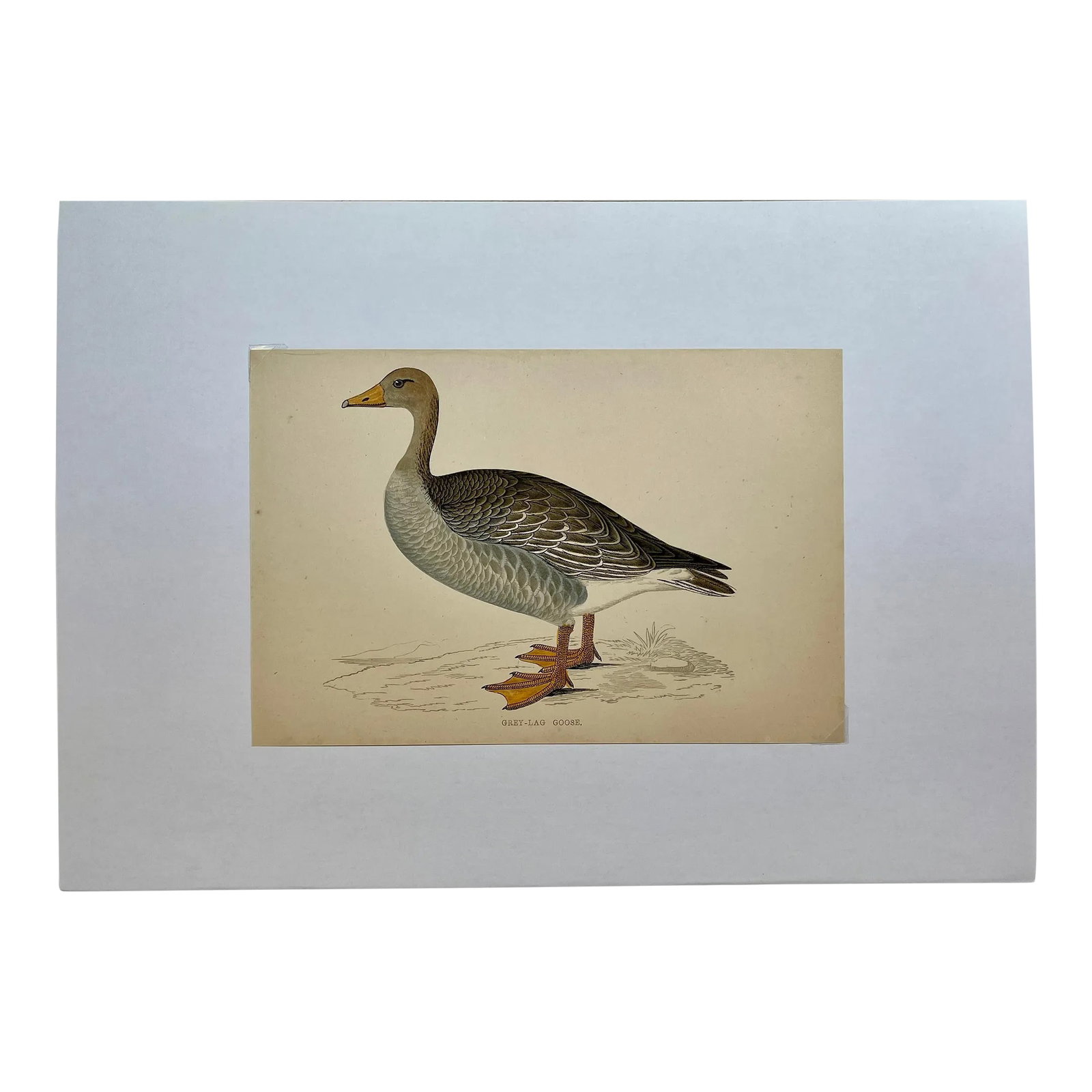 Antique Hand Colored Bird Print From England Showcasing a Grey-Lag Goose - Circa 1880: Antique Hand Colored Bird Print From England Showcasing A Grey-Lag Goose - Circa 1880. Print measures 7 1/8" W x 4 7/8" T Print is attached to an 11 3/4" W x 8 1/4" T piece of paper by 2 corner wedges