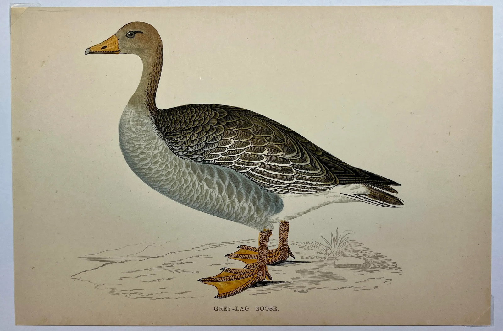 Antique Hand Colored Bird Print From England Showcasing a Grey-Lag Goose - Circa 1880 - 2