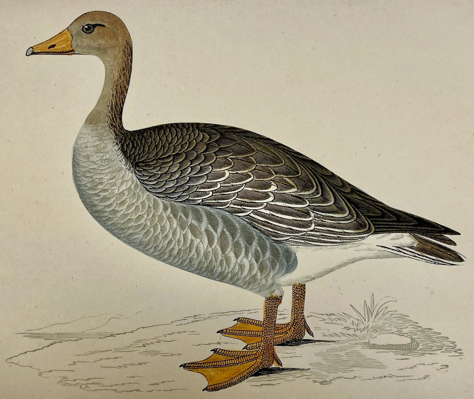 Antique Hand Colored Bird Print From England Showcasing a Grey-Lag Goose - Circa 1880 - 3