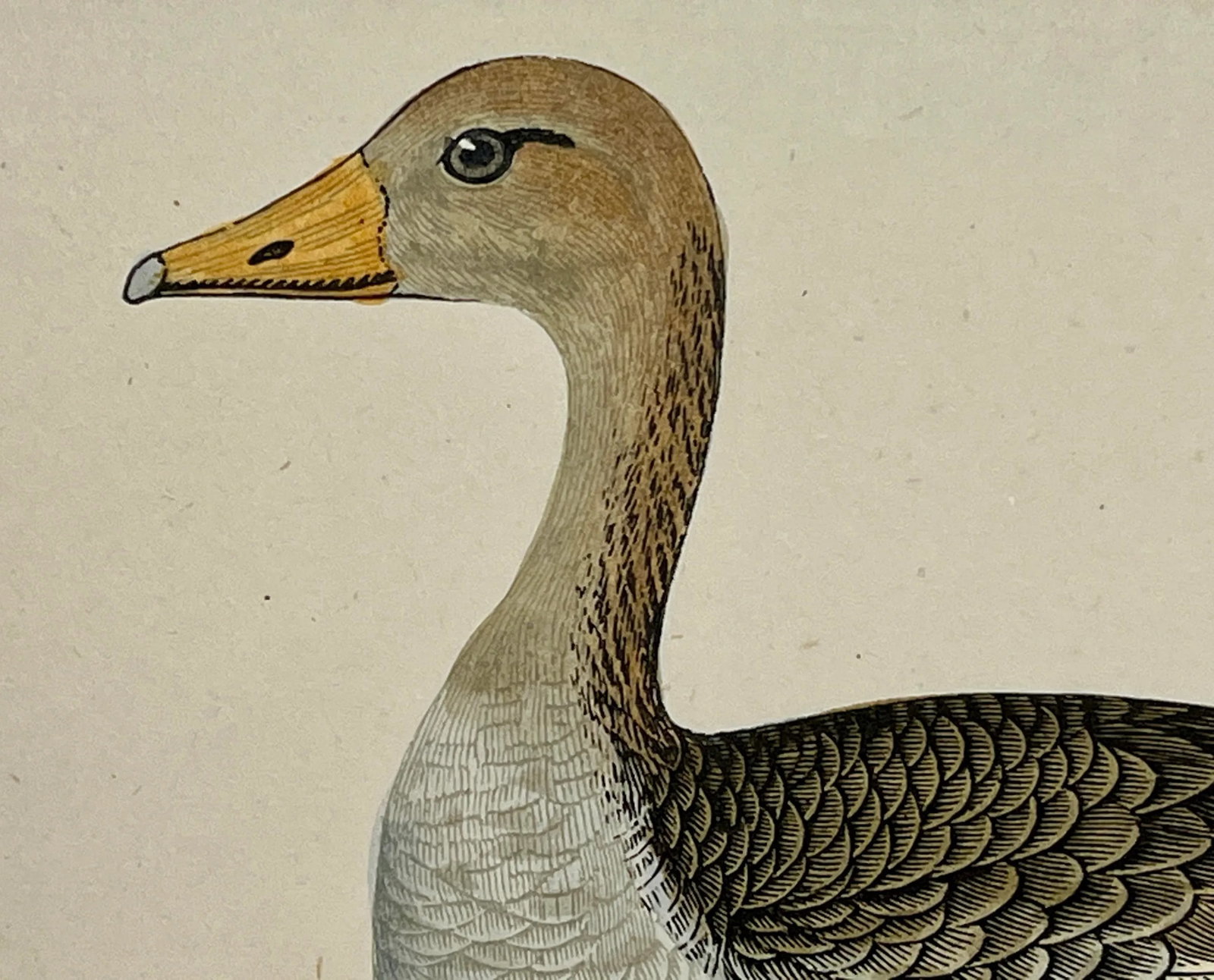 Antique Hand Colored Bird Print From England Showcasing a Grey-Lag Goose - Circa 1880 - 4