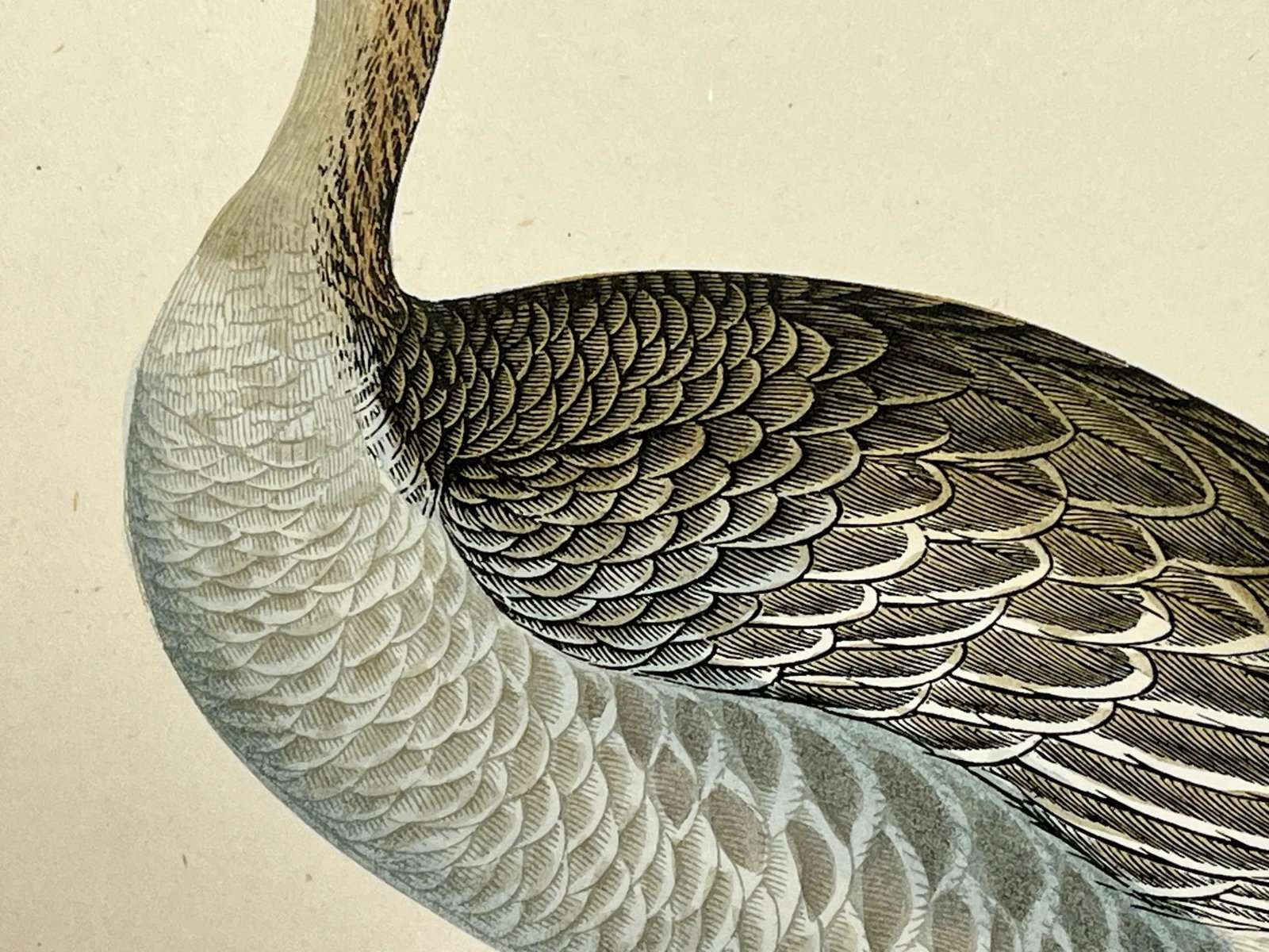 Antique Hand Colored Bird Print From England Showcasing a Grey-Lag Goose - Circa 1880 - 5