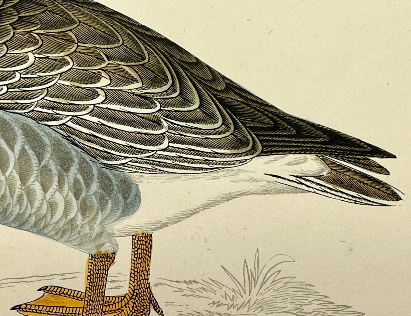 Antique Hand Colored Bird Print From England Showcasing a Grey-Lag Goose - Circa 1880 - 6