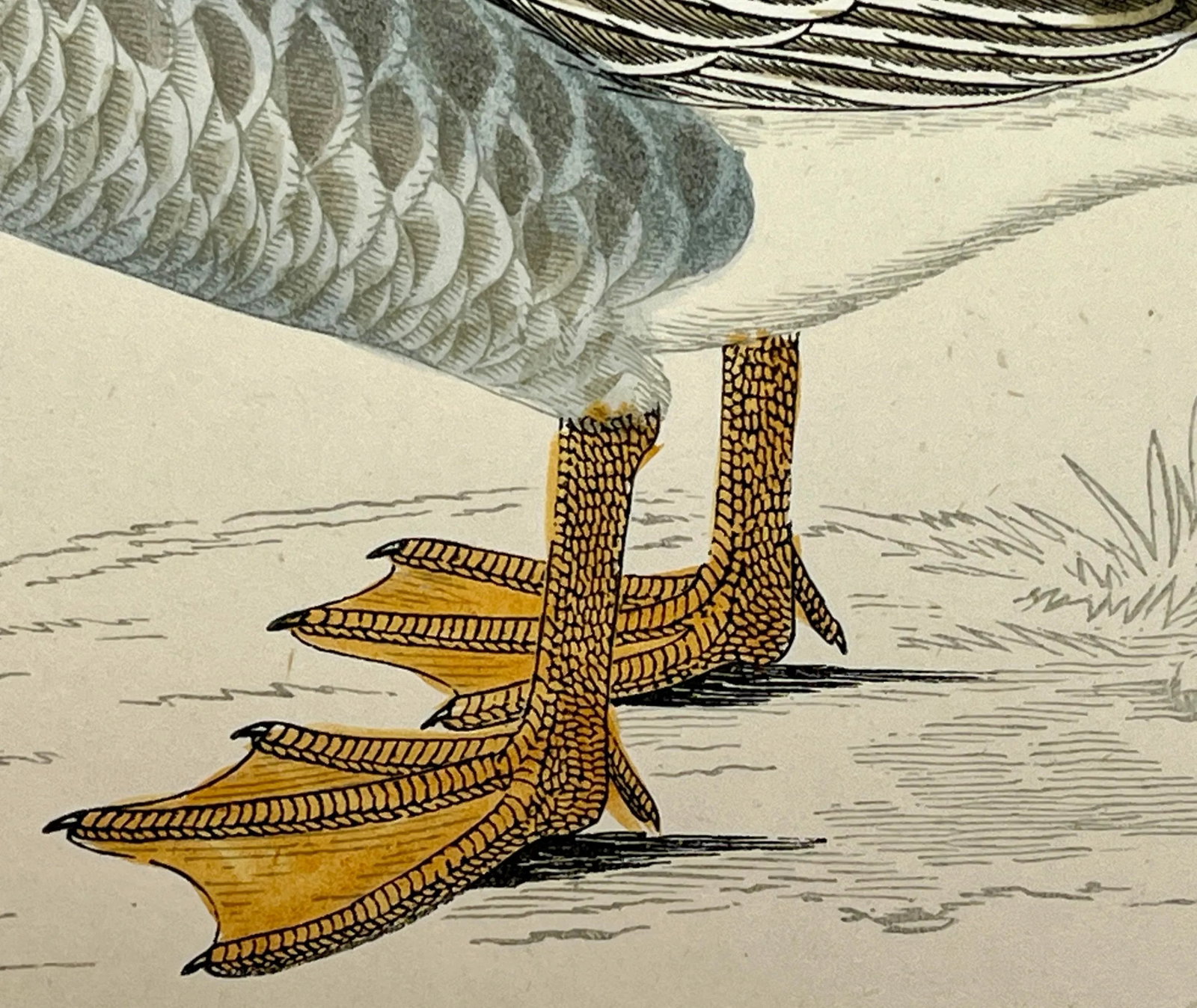 Antique Hand Colored Bird Print From England Showcasing a Grey-Lag Goose - Circa 1880 - 7