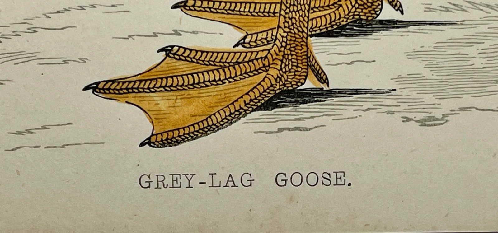 Antique Hand Colored Bird Print From England Showcasing a Grey-Lag Goose - Circa 1880 - 8