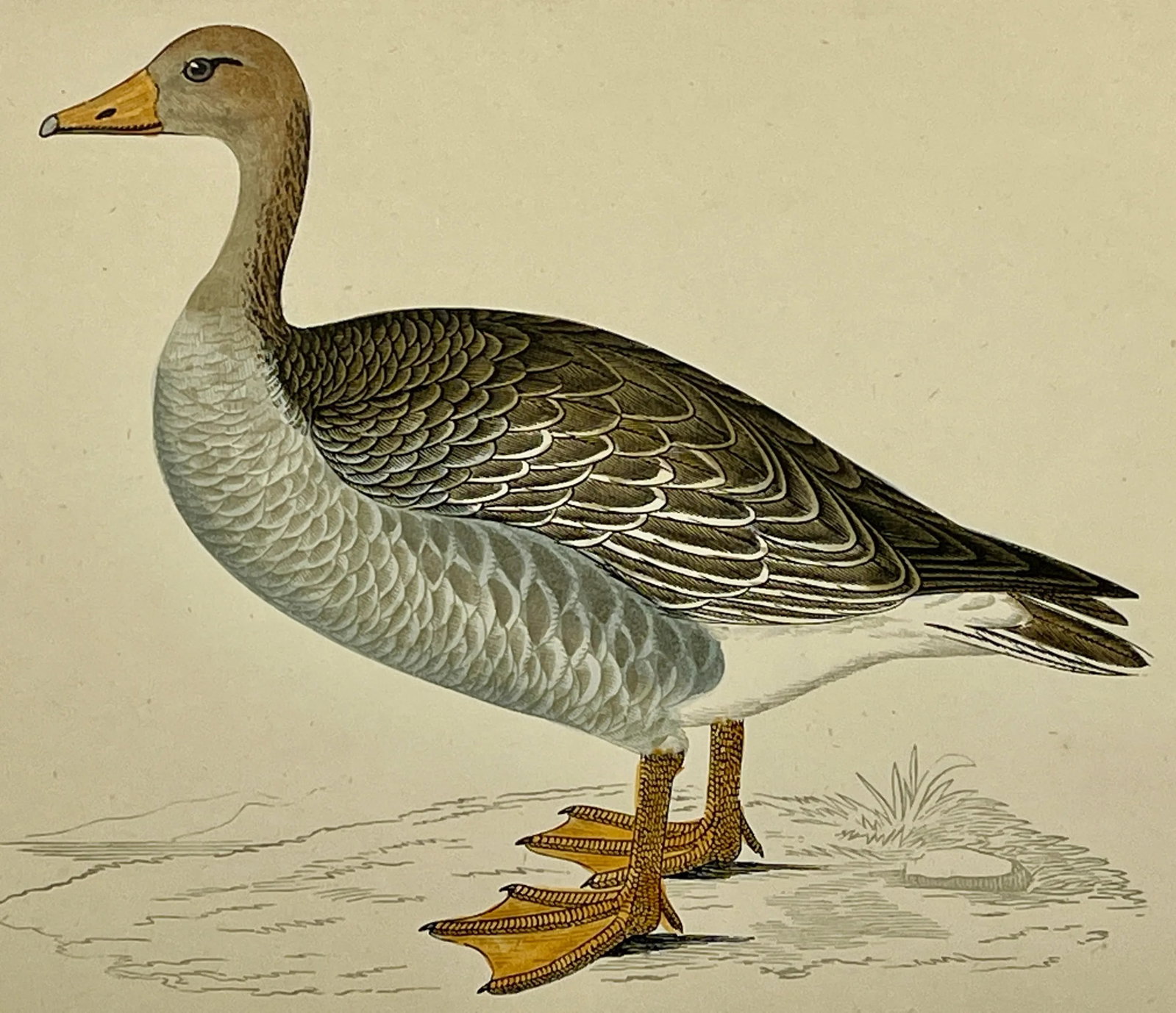 Antique Hand Colored Bird Print From England Showcasing a Grey-Lag Goose - Circa 1880 - 9