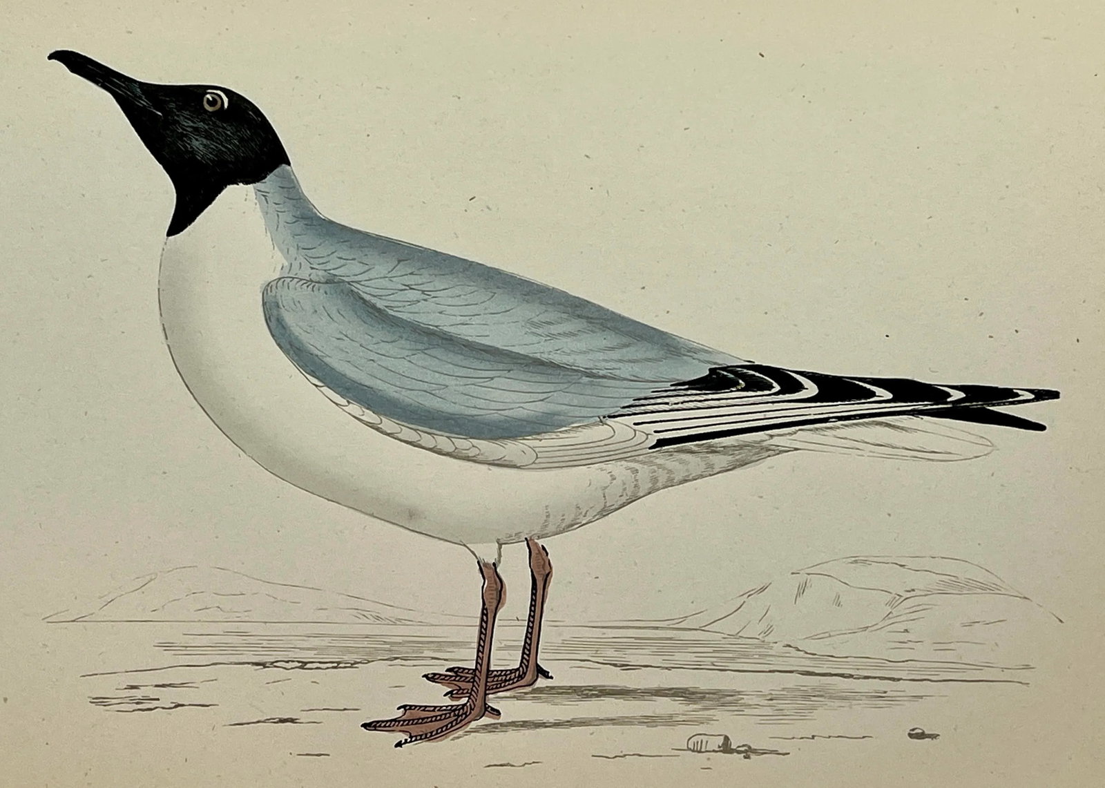 Antique Hand Colored Bird Print From England Showcasing a Blue Buonaparte's Gull - Circa 1888 - 10