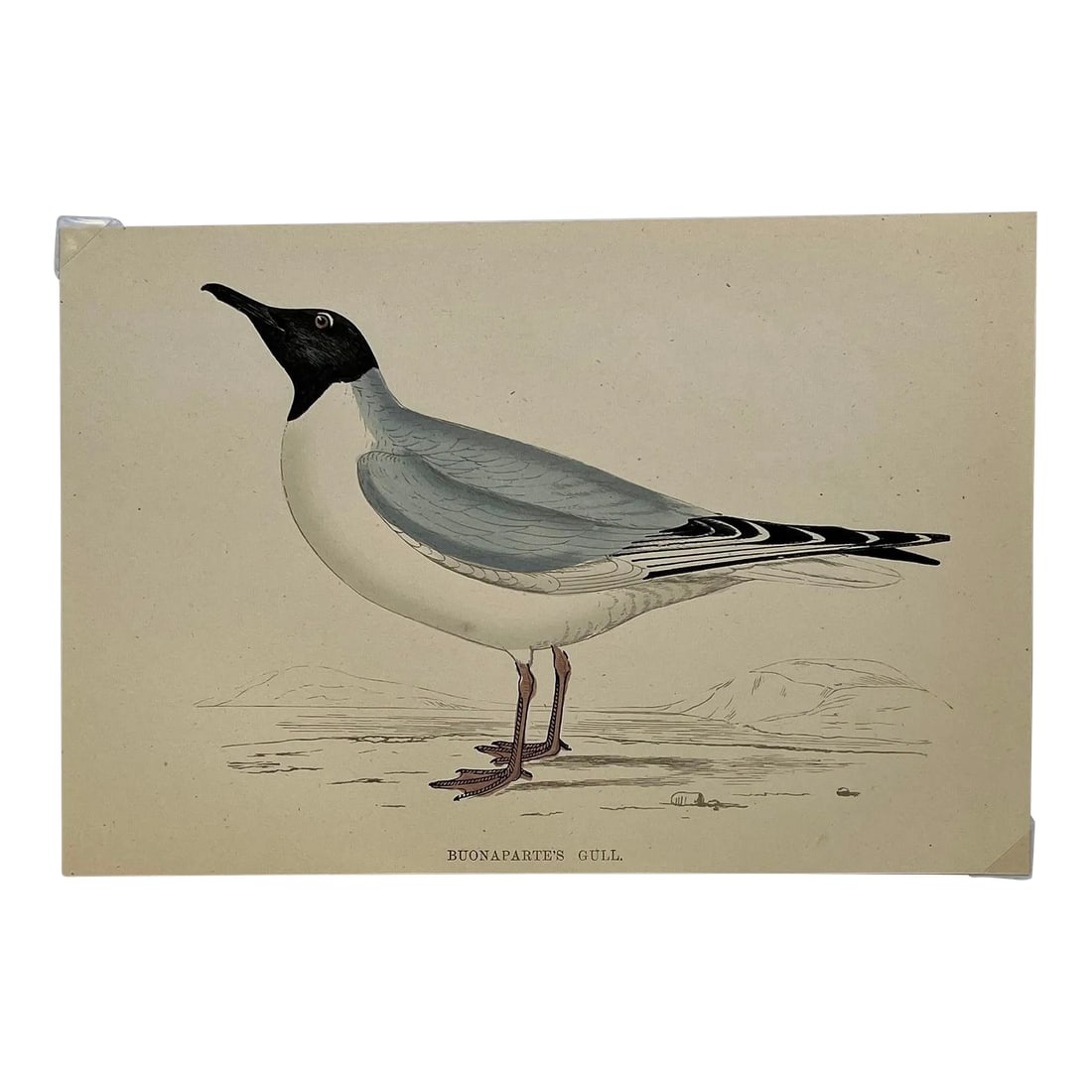 Antique Hand Colored Bird Print From England Showcasing a Blue Buonaparte's Gull - Circa 1888 (1 of 11)