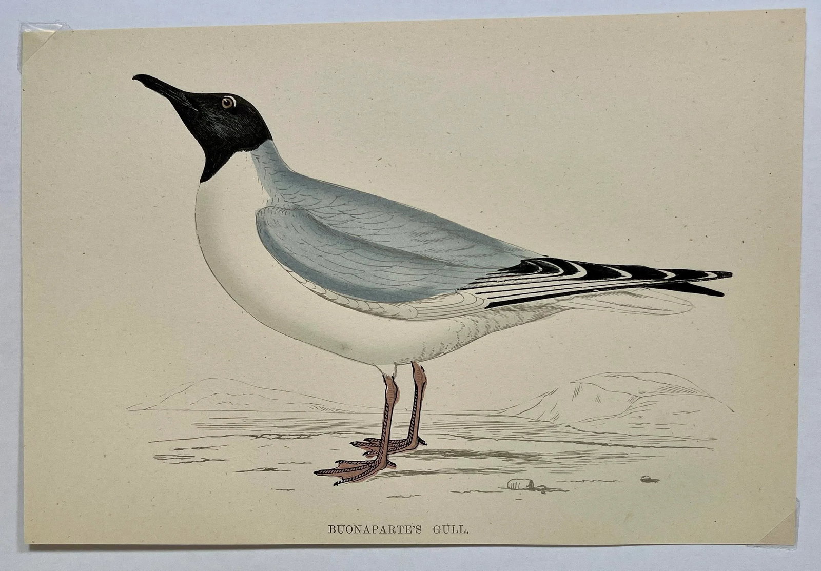 Antique Hand Colored Bird Print From England Showcasing a Blue Buonaparte's Gull - Circa 1888 - 2