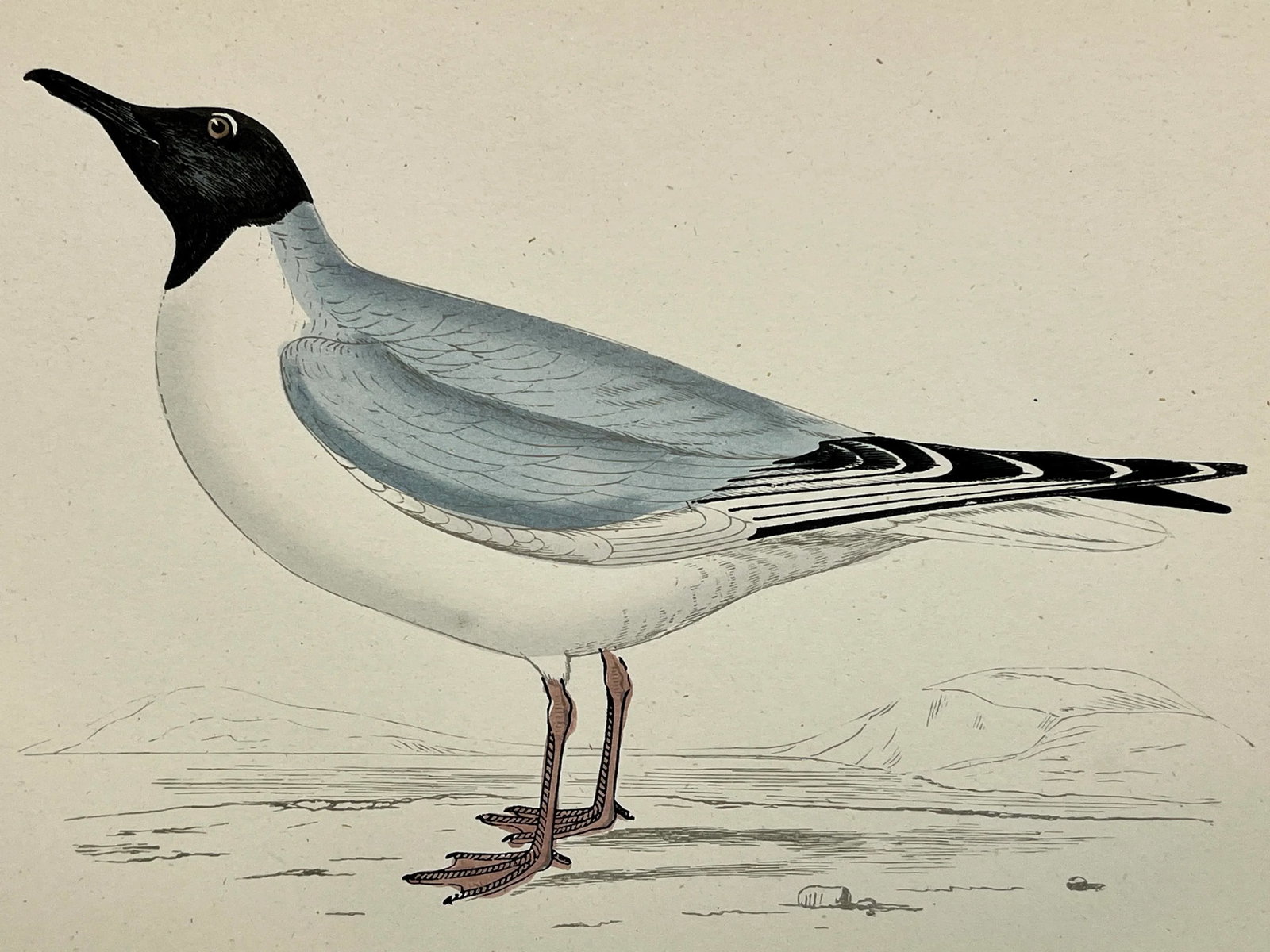 Antique Hand Colored Bird Print From England Showcasing a Blue Buonaparte's Gull - Circa 1888 - 3