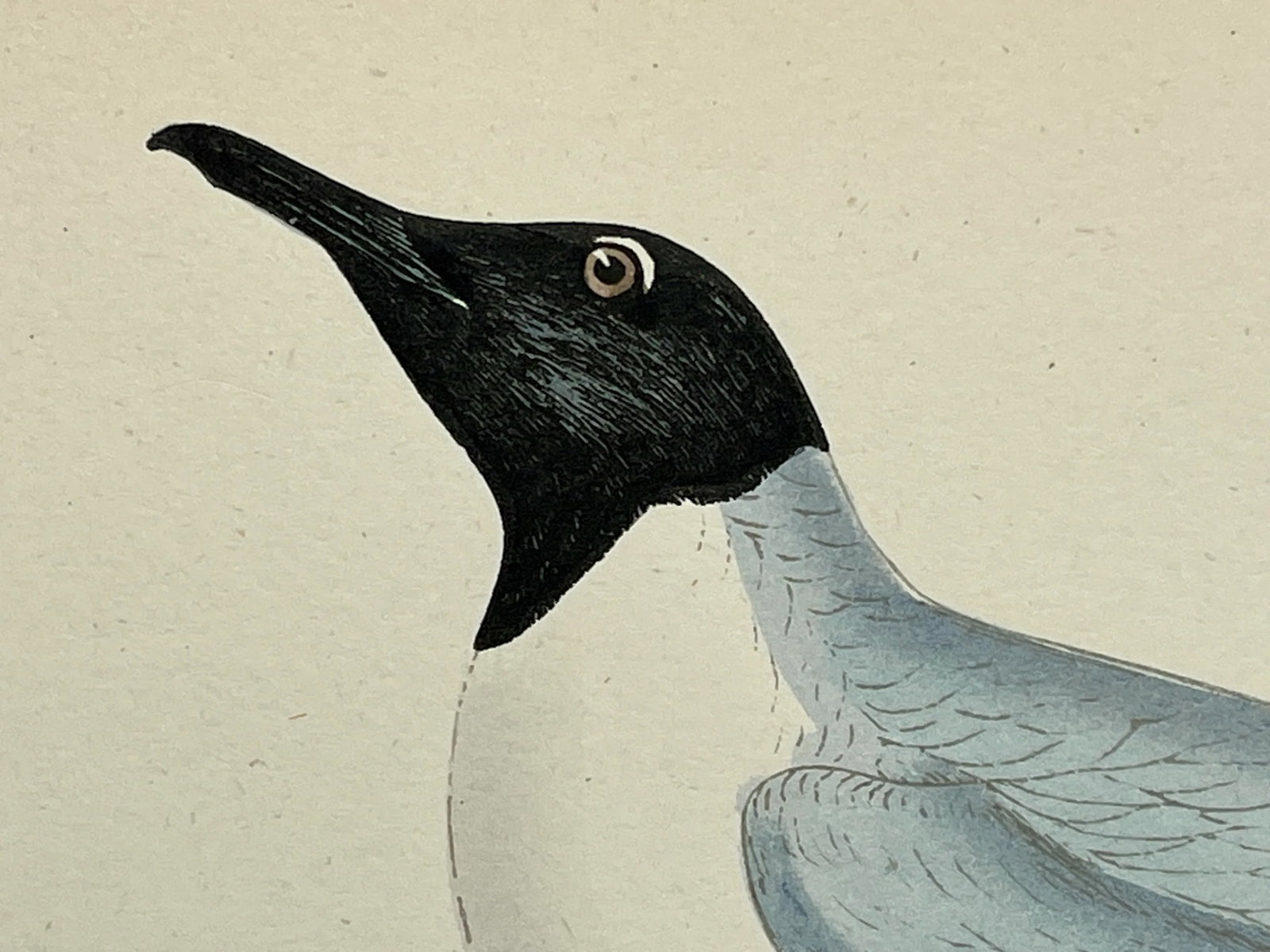 Antique Hand Colored Bird Print From England Showcasing a Blue Buonaparte's Gull - Circa 1888 - 4