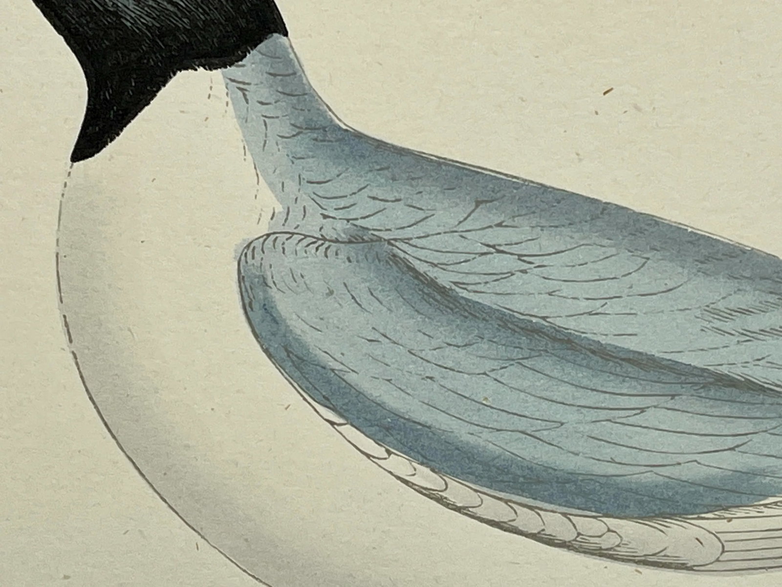 Antique Hand Colored Bird Print From England Showcasing a Blue Buonaparte's Gull - Circa 1888 - 5