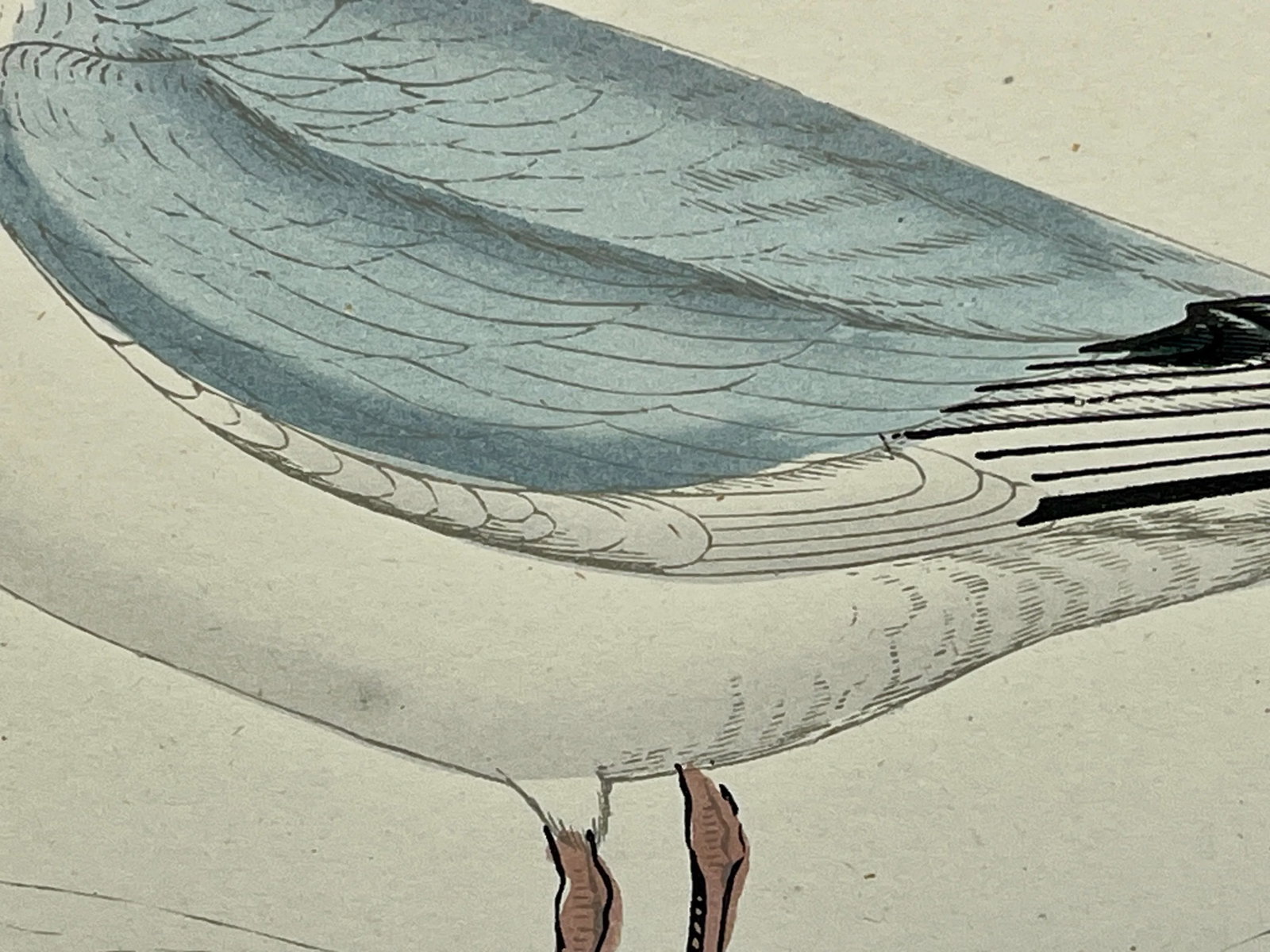Antique Hand Colored Bird Print From England Showcasing a Blue Buonaparte's Gull - Circa 1888 - 6