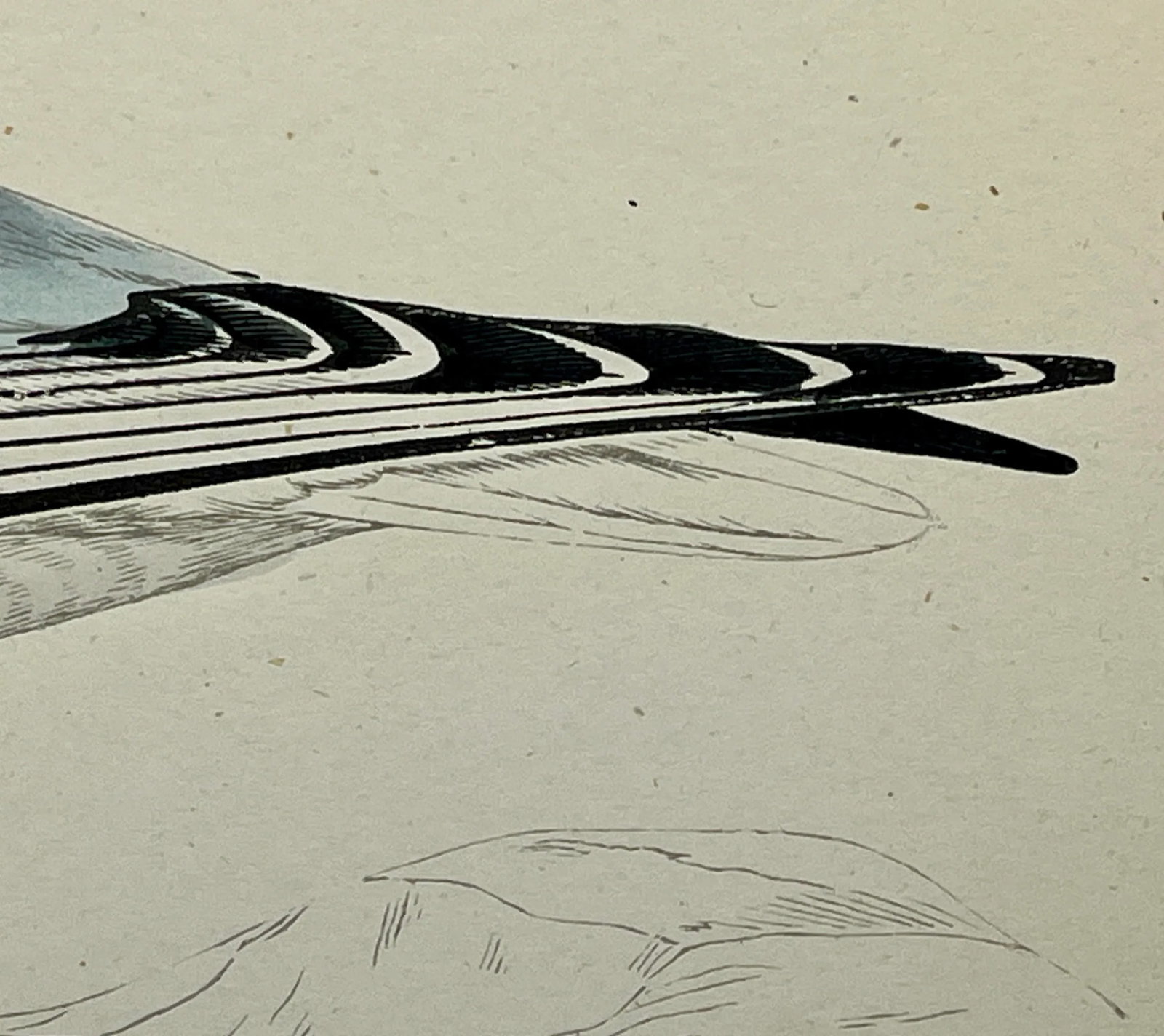Antique Hand Colored Bird Print From England Showcasing a Blue Buonaparte's Gull - Circa 1888 - 7