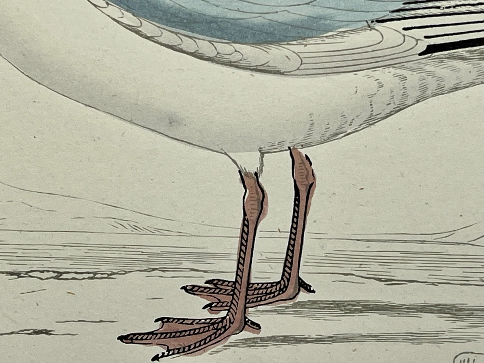 Antique Hand Colored Bird Print From England Showcasing a Blue Buonaparte's Gull - Circa 1888 - 8