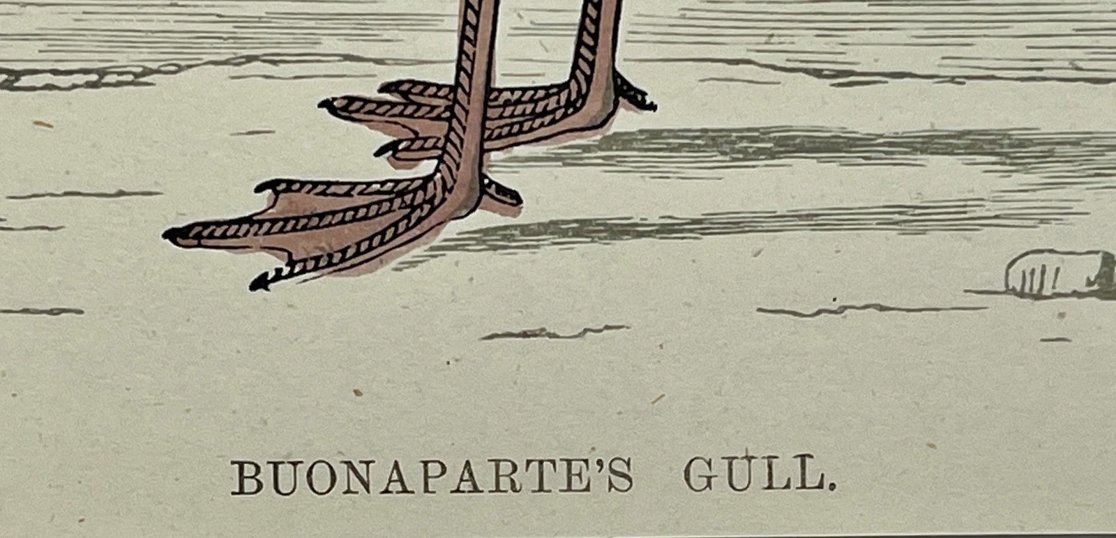 Antique Hand Colored Bird Print From England Showcasing a Blue Buonaparte's Gull - Circa 1888 - 9