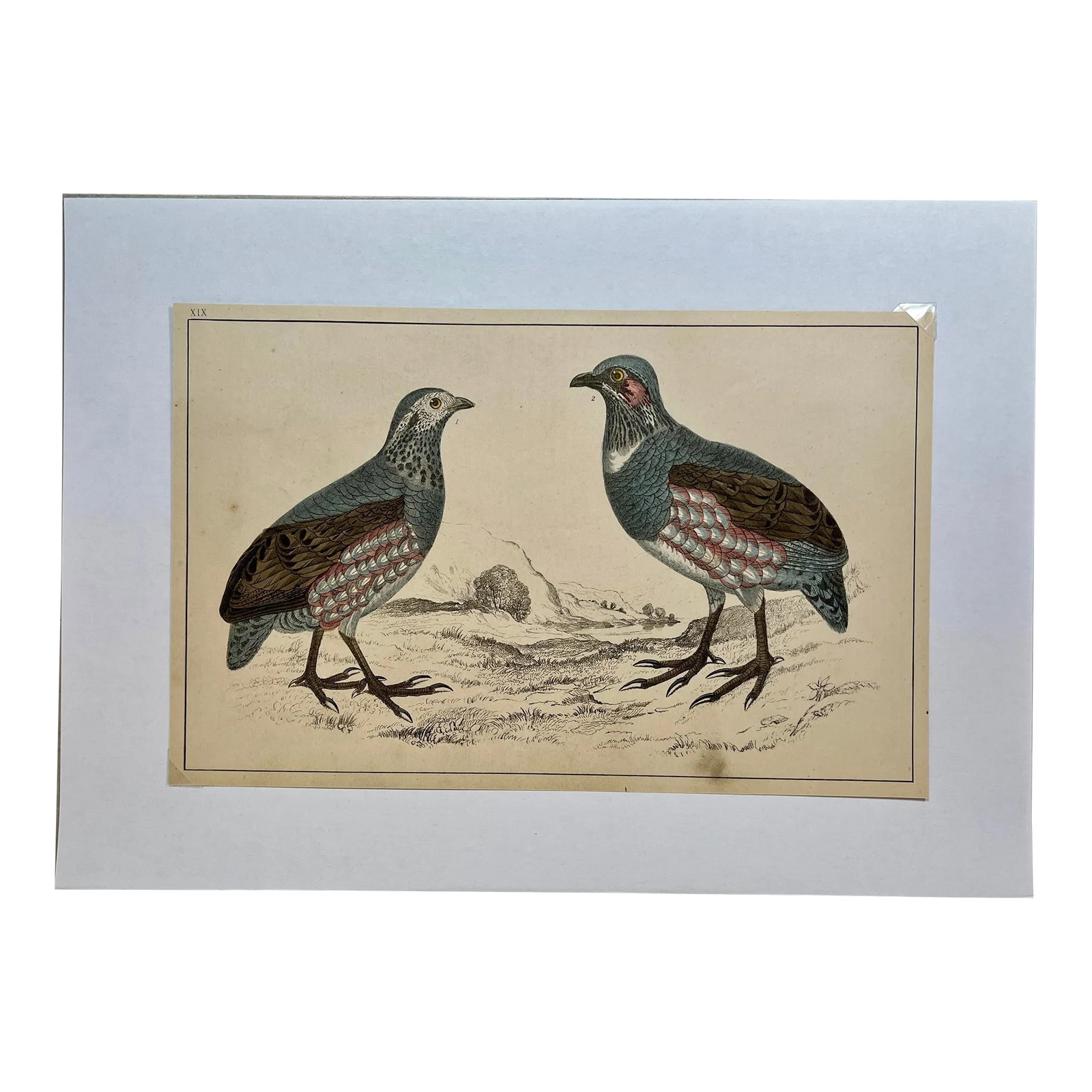 Antique Hand Colored Bird Print From England Showcasing a Pair of Large-Footed Partridges - Circa 18: Antique Hand Colored Bird Print From England Showcasing a Pair of Large-Footed Partridges - Circa 1850. Print measures 9 1/8" W x 6" T Attached to an 11 3/4" W x 8 1/4" Tall piece of paper by 2 corner