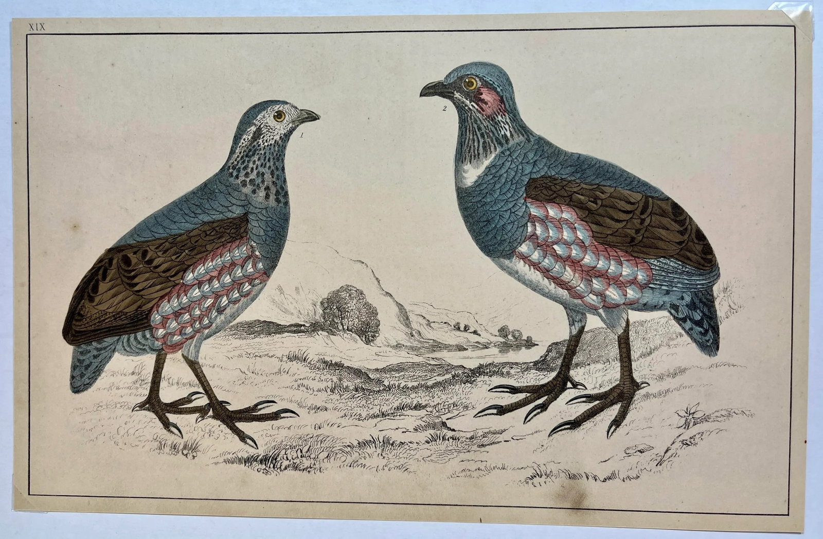 Antique Hand Colored Bird Print From England Showcasing a Pair of Large-Footed Partridges - Circa 18 - 2