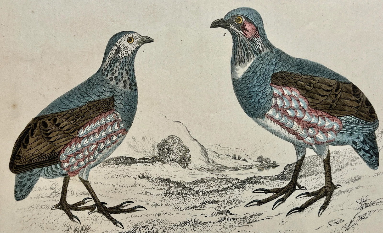 Antique Hand Colored Bird Print From England Showcasing a Pair of Large-Footed Partridges - Circa 18 - 3
