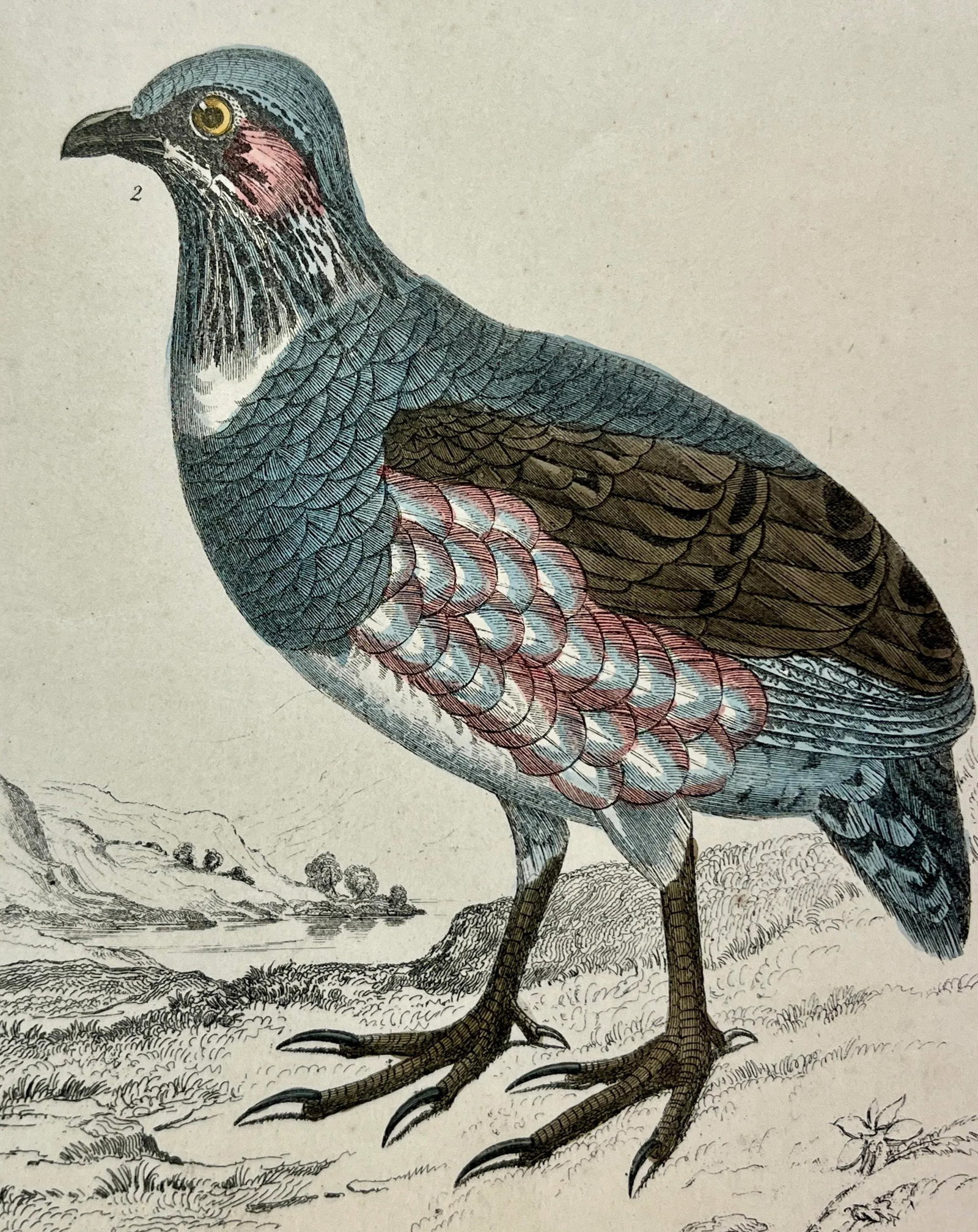 Antique Hand Colored Bird Print From England Showcasing a Pair of Large-Footed Partridges - Circa 18 - 4
