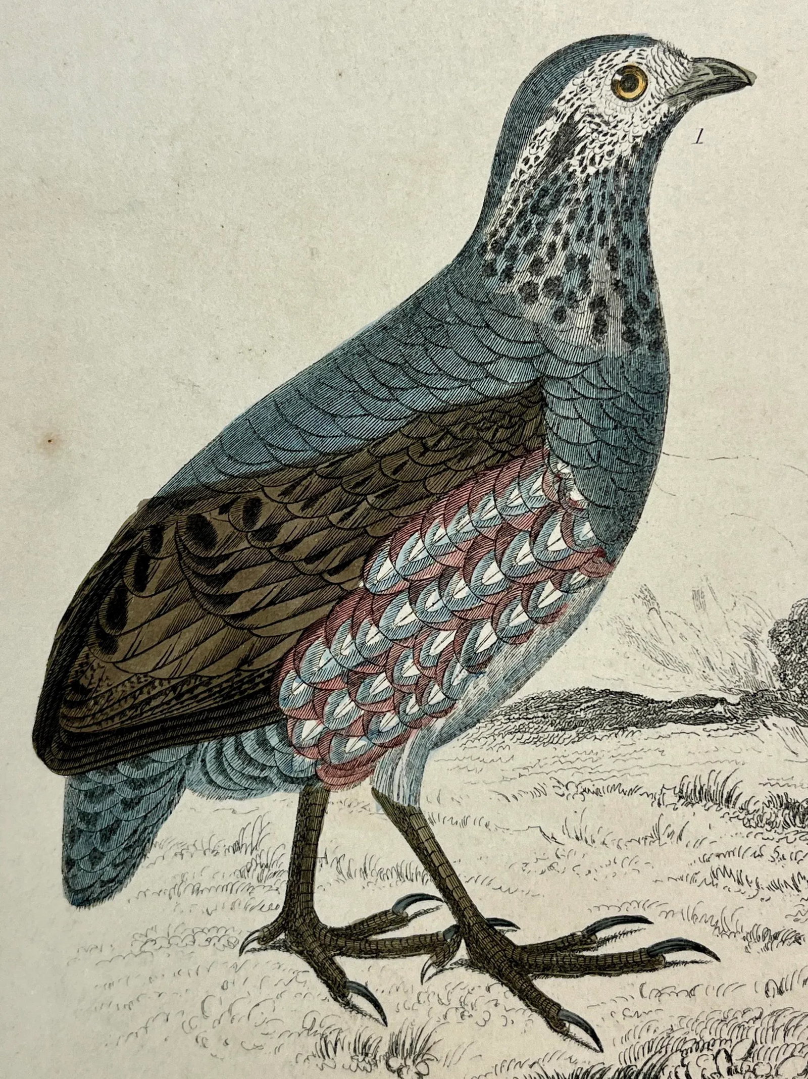 Antique Hand Colored Bird Print From England Showcasing a Pair of Large-Footed Partridges - Circa 18 - 5