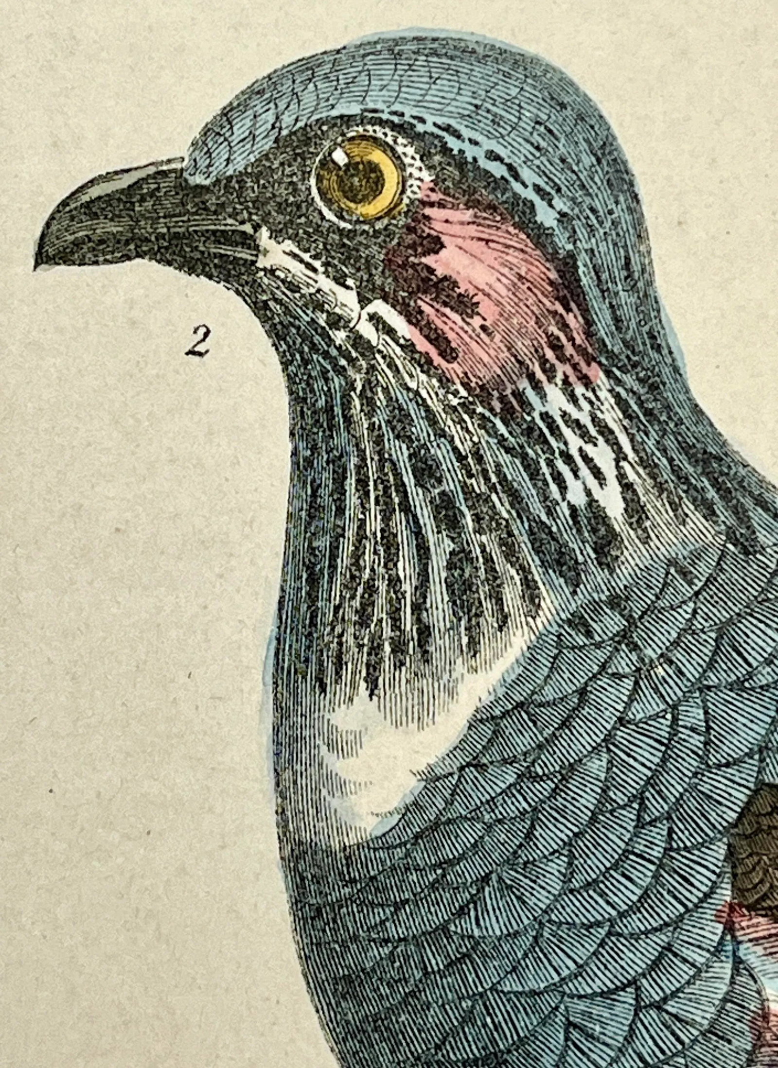 Antique Hand Colored Bird Print From England Showcasing a Pair of Large-Footed Partridges - Circa 18 - 6