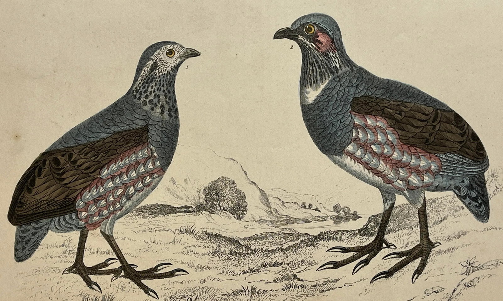 Antique Hand Colored Bird Print From England Showcasing a Pair of Large-Footed Partridges - Circa 18 - 9