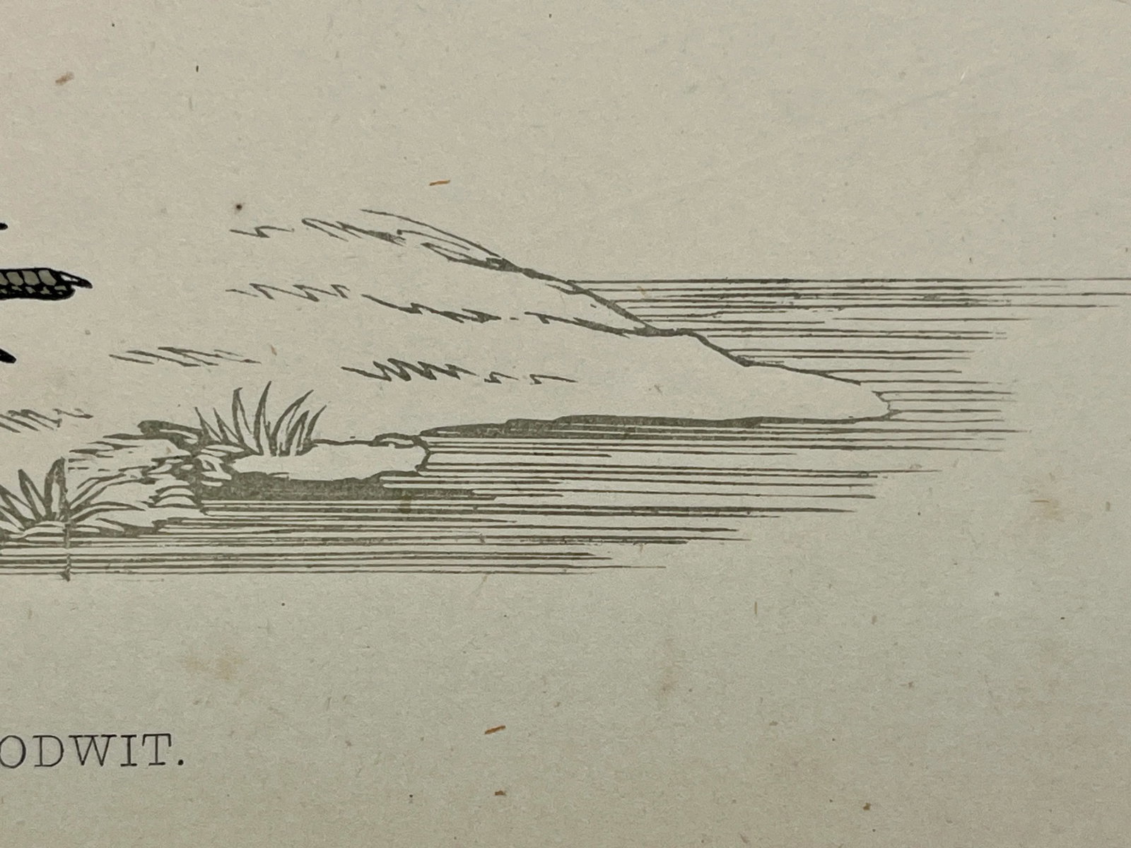 Antique Bird Print From England Showcasing a Bar-Tailed Godwit - Circa 1880 - 10